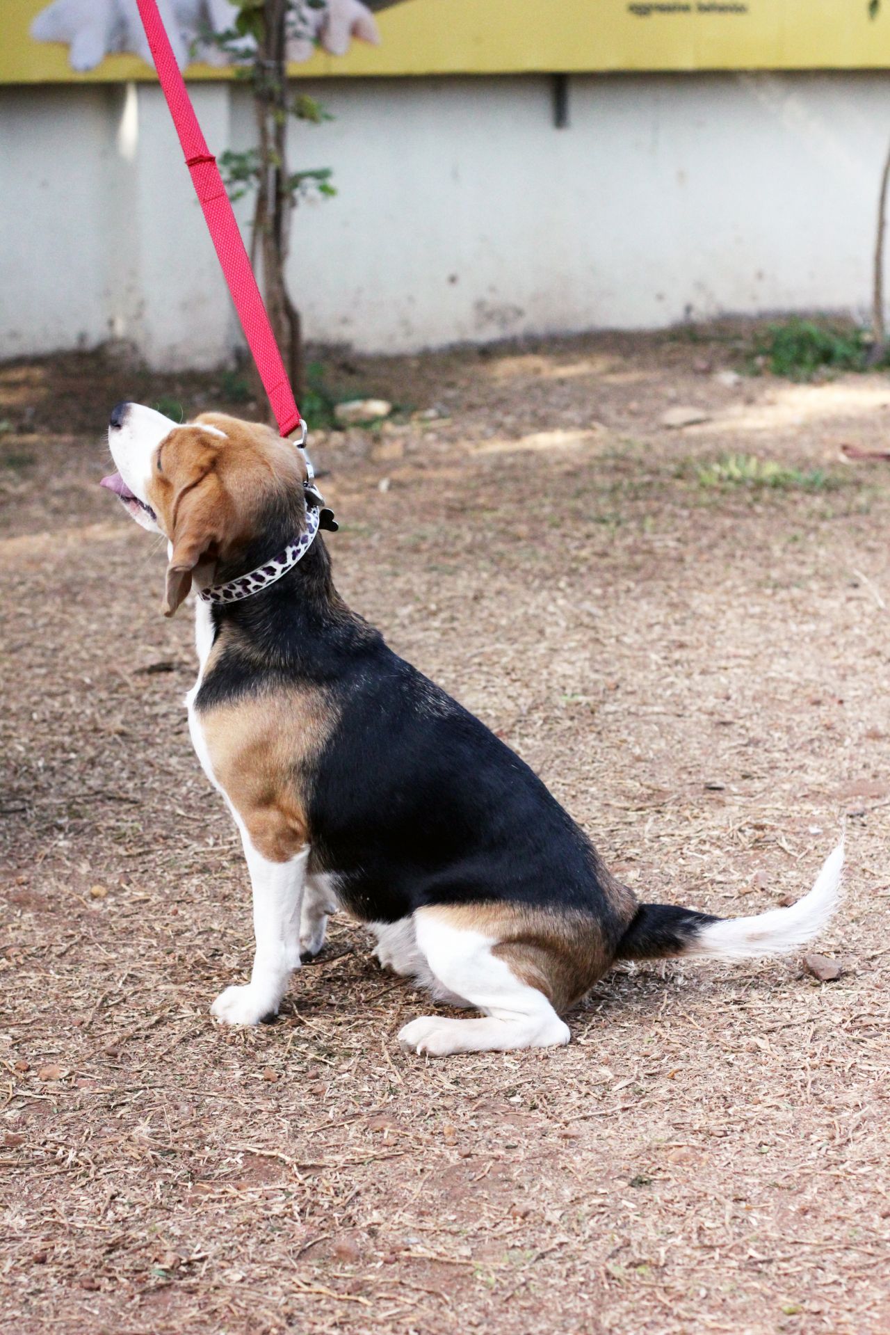 Beagle Sitting Ground Stock Free