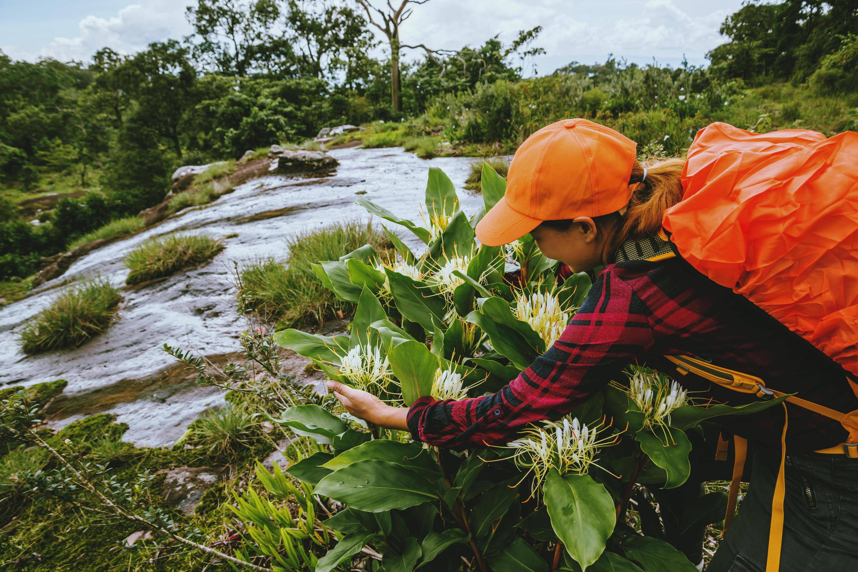 Woman asian travel nature. Travel relax. Walk study the path Nature in the forest. Stock Free