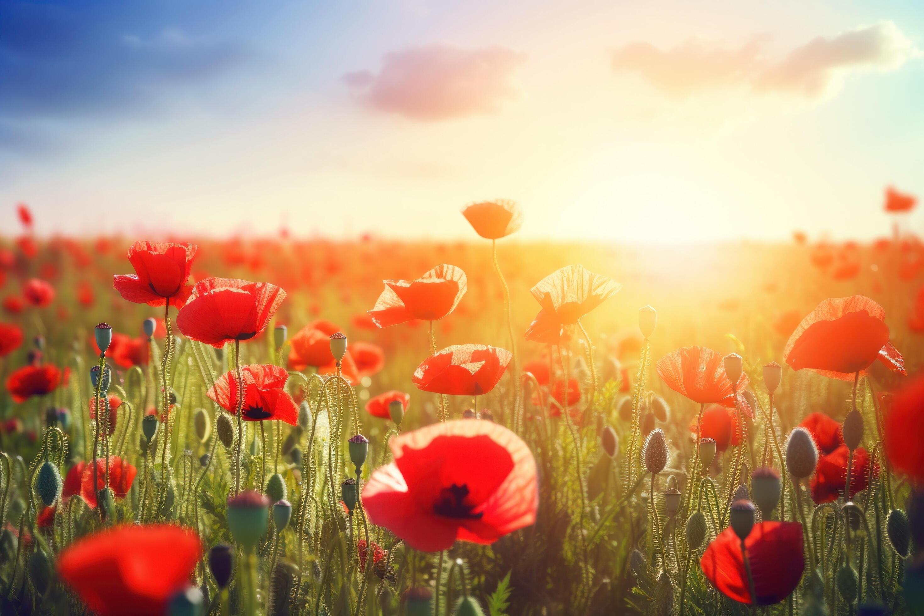 Poppy flower meadow. Illustration Stock Free