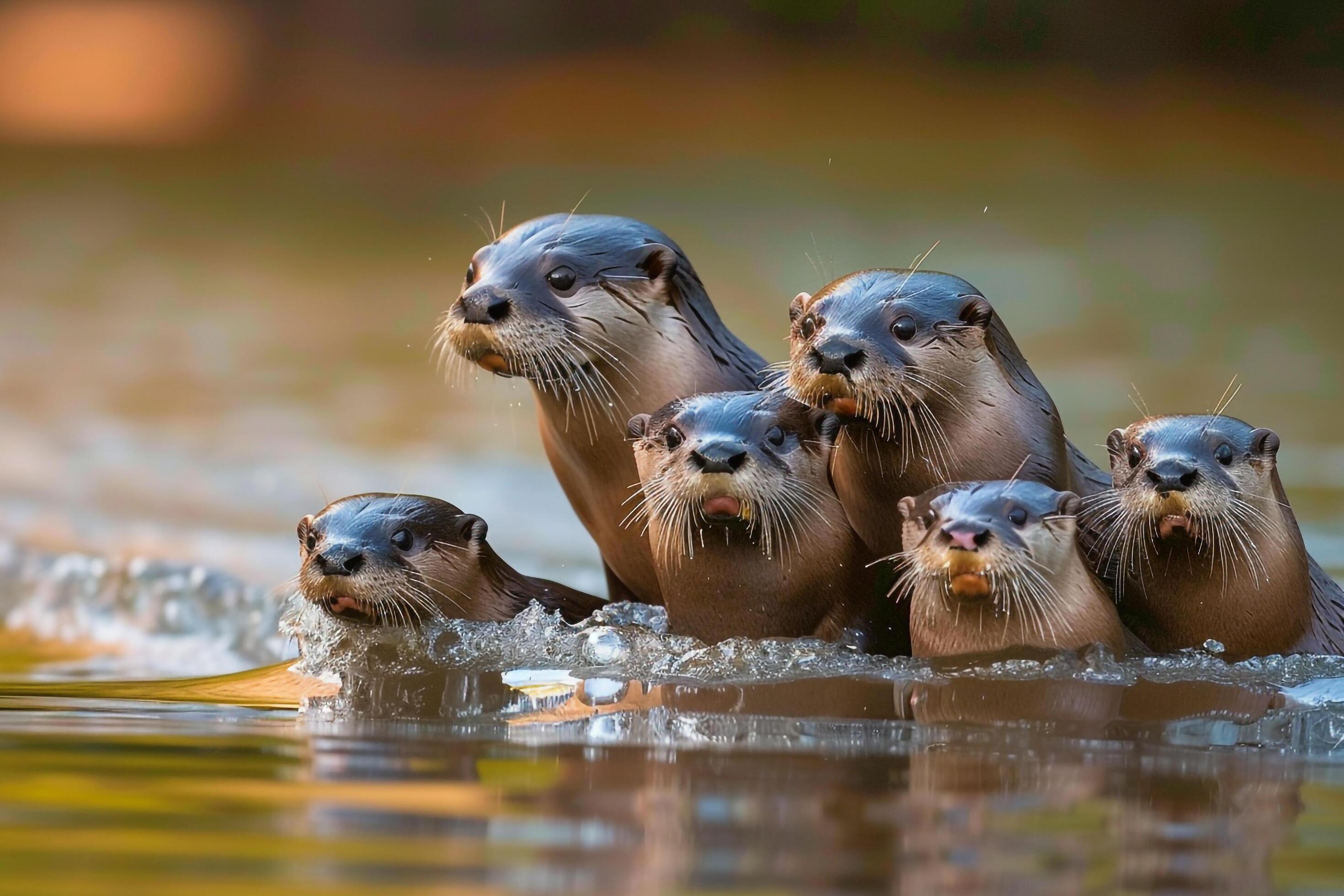 Otter Family in Water Background Stock Free