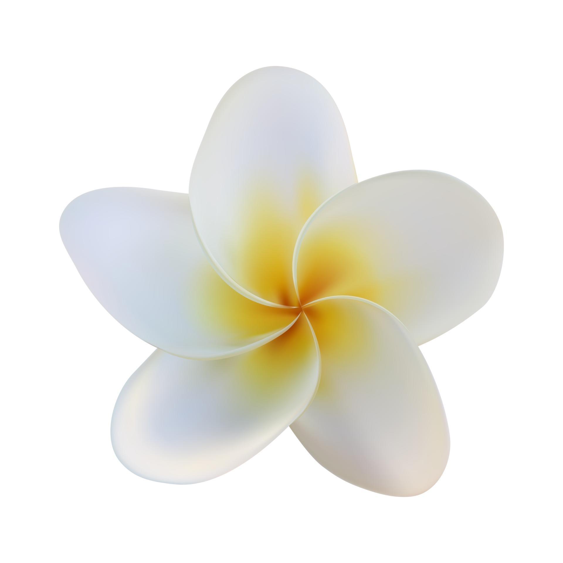 Realistic Plumeria Flower Isolated on White Background Stock Free