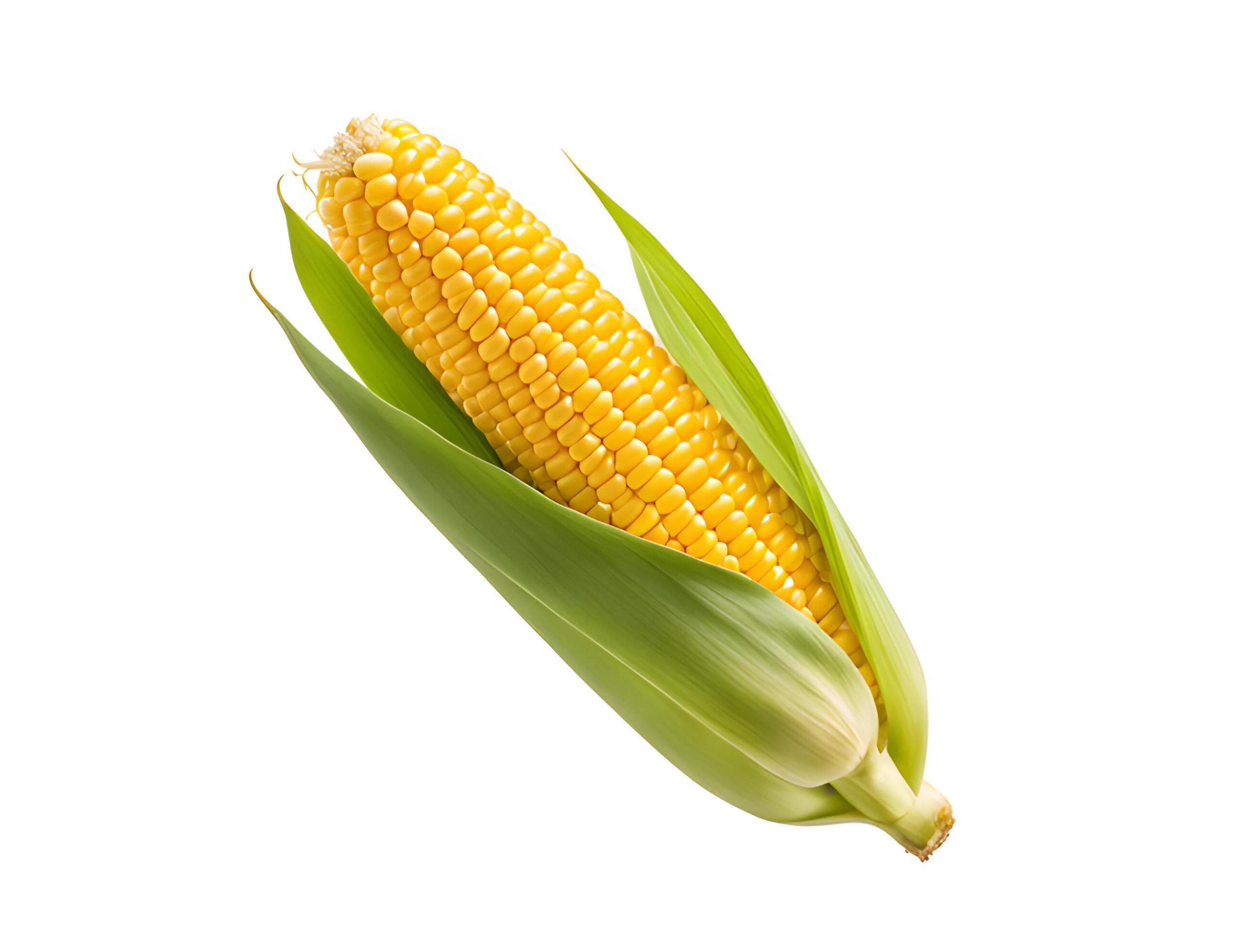 Close up of corn isolated on white background. Fresh maize with green leaf, clipping path Stock Free