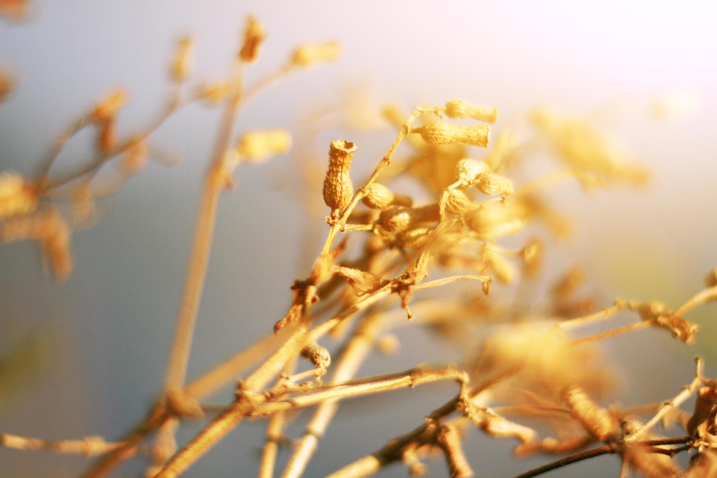 Beautiful Dry Wild flowers grass in natural sunlight on the valley mountain Stock Free