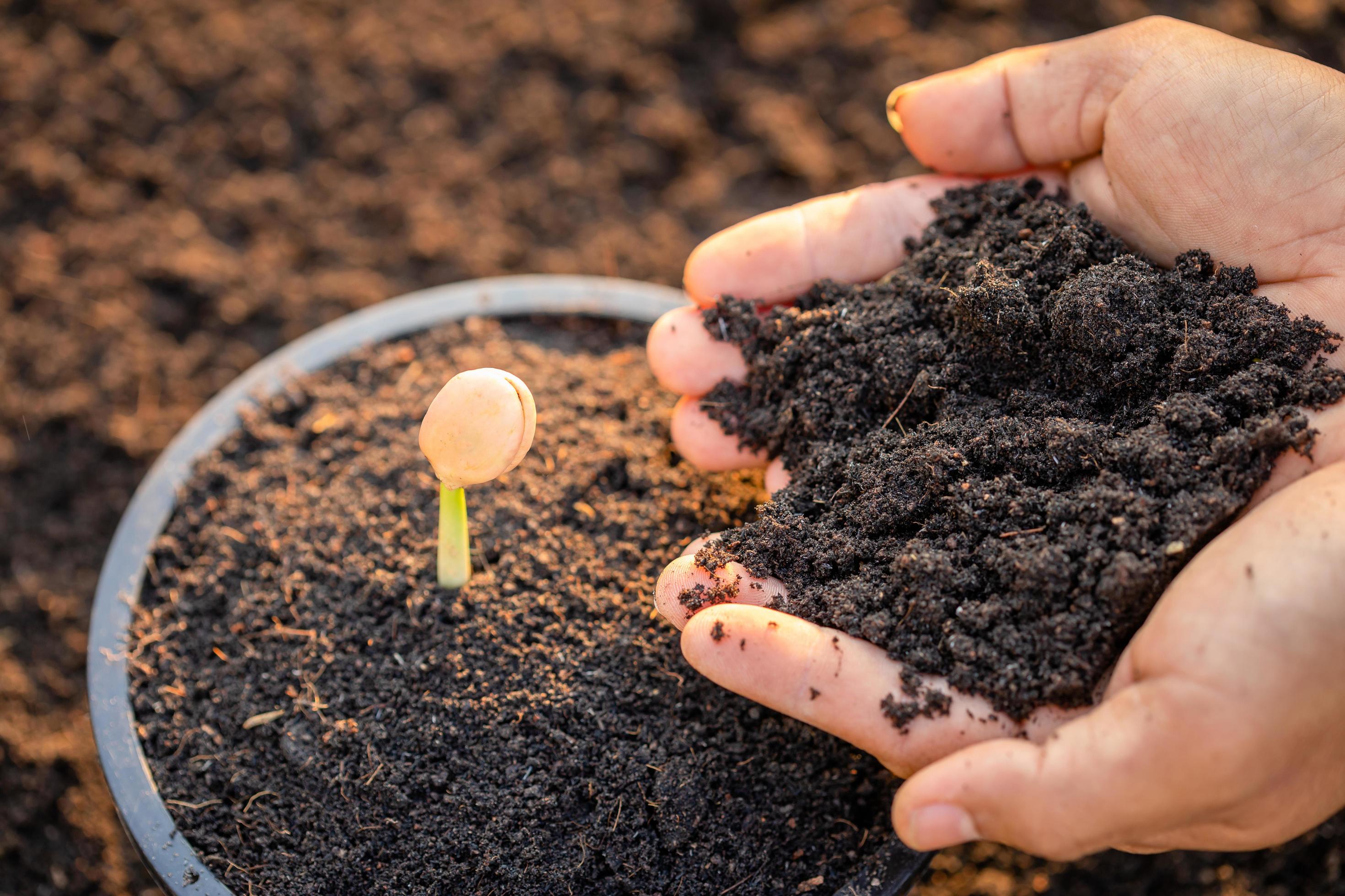 Hand of farmer planting young sprout of Afzelia, Doussie or Makha mong tree in soil. Growth and environment concept Stock Free