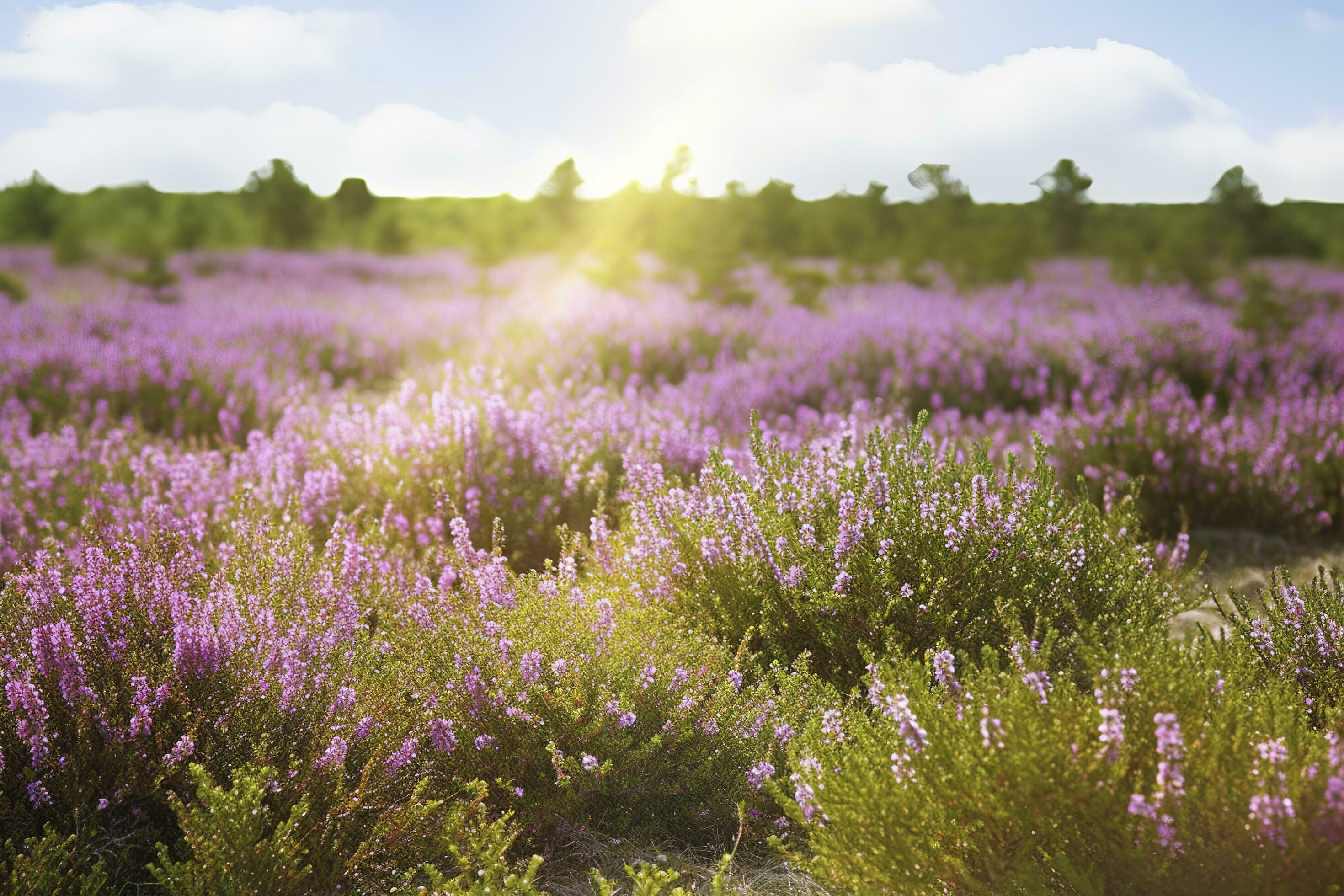 Erica Flower Field, Summer Season , generate ai Stock Free