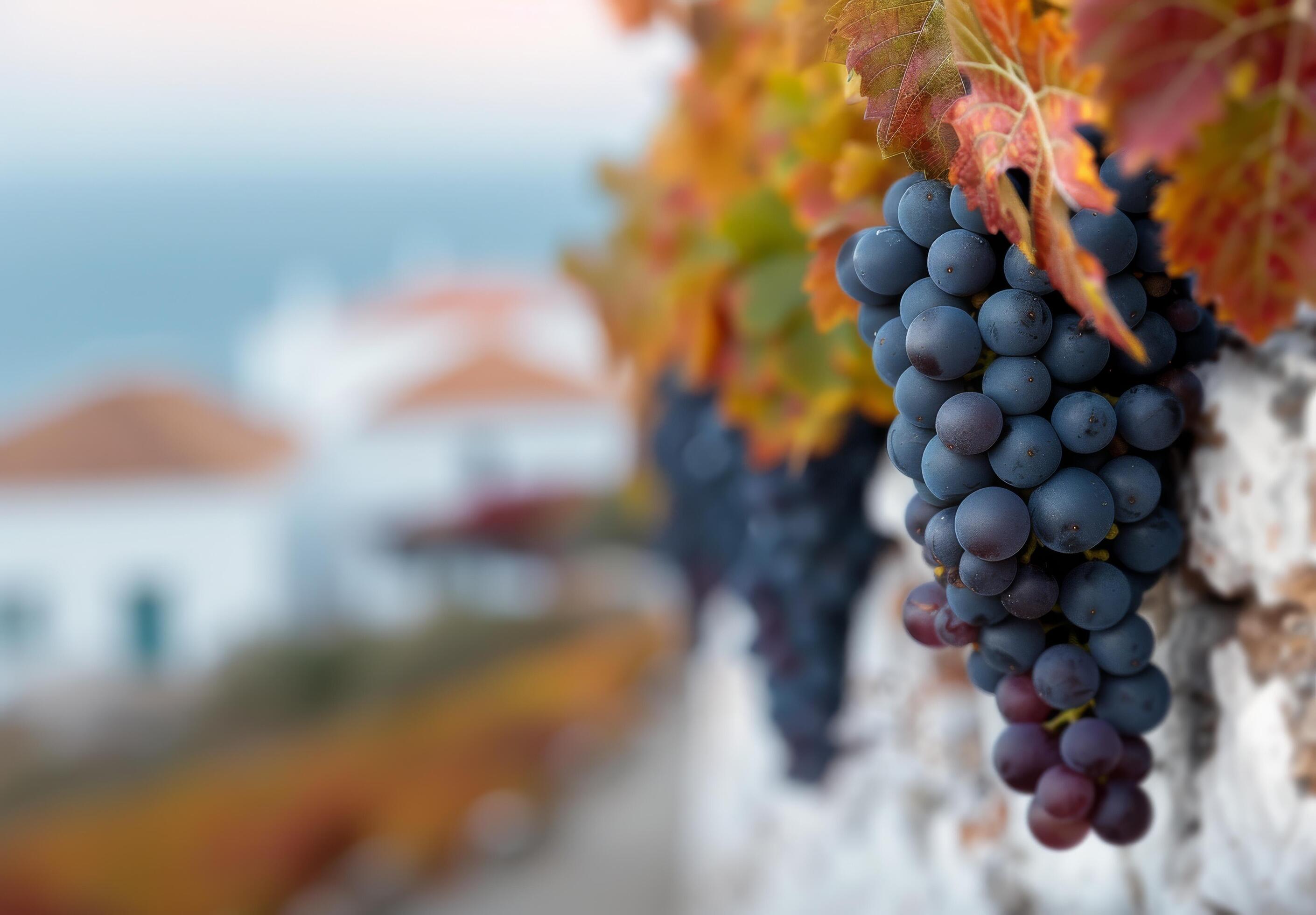 Blue Grapes Hanging From a Vine Against a Coastal Background in Autumn Stock Free