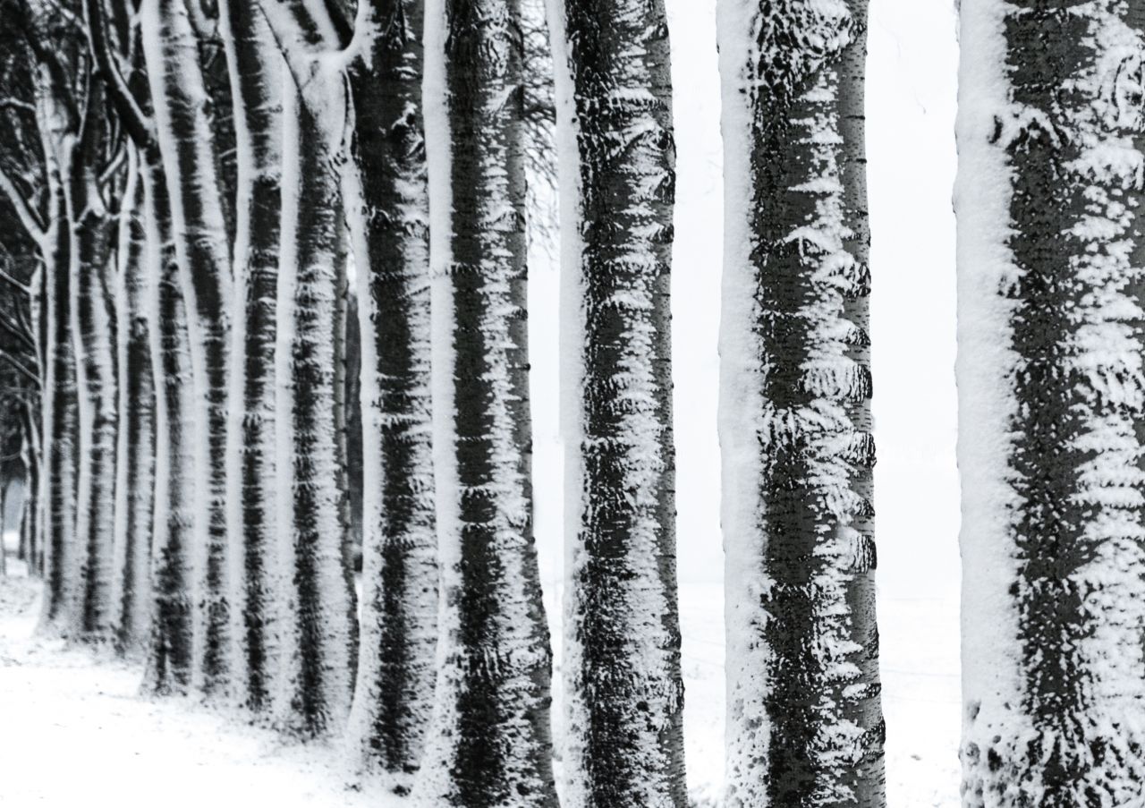 Row of trees in the winter Stock Free