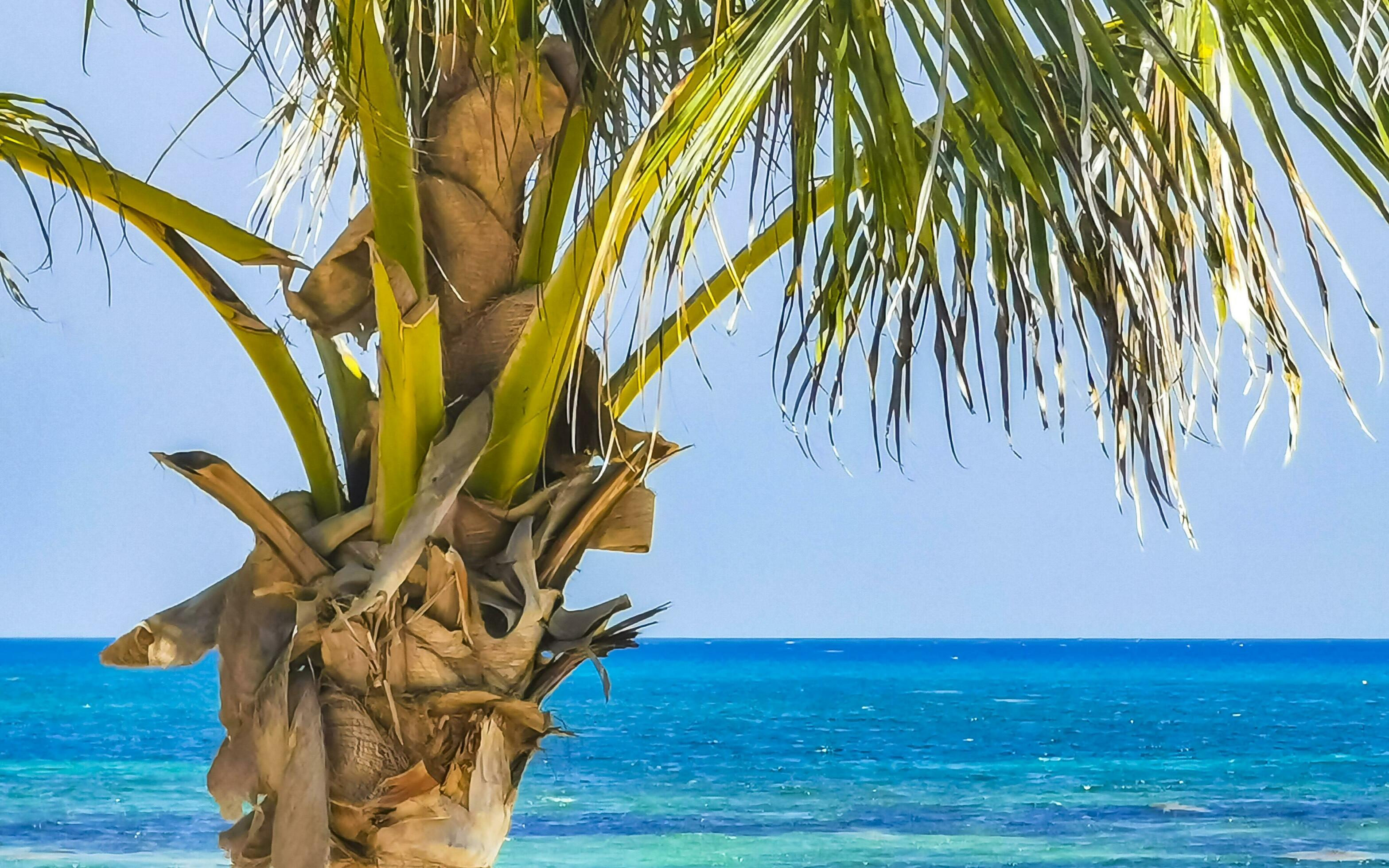 Tropical natural palm tree palms blue sky in Mexico. Stock Free