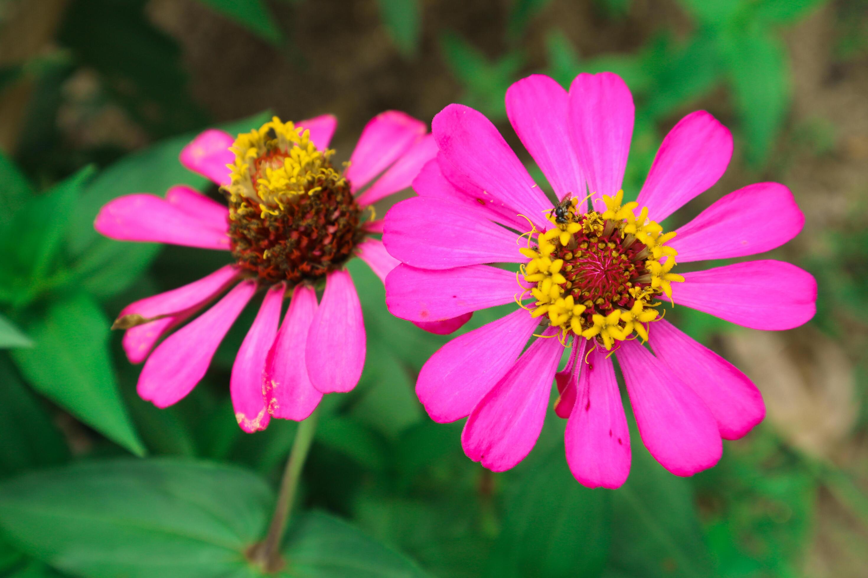 Pink Flower of Peruvian Zinnia , Wild Zinnia Plant or Zinnia Peruviana, Member of the Asteraceae Family Stock Free