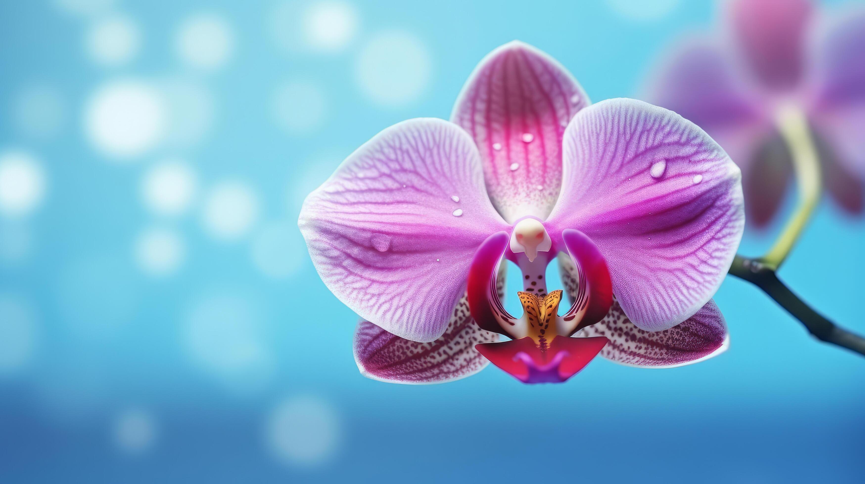 Natural orchid flower background. Illustration Stock Free