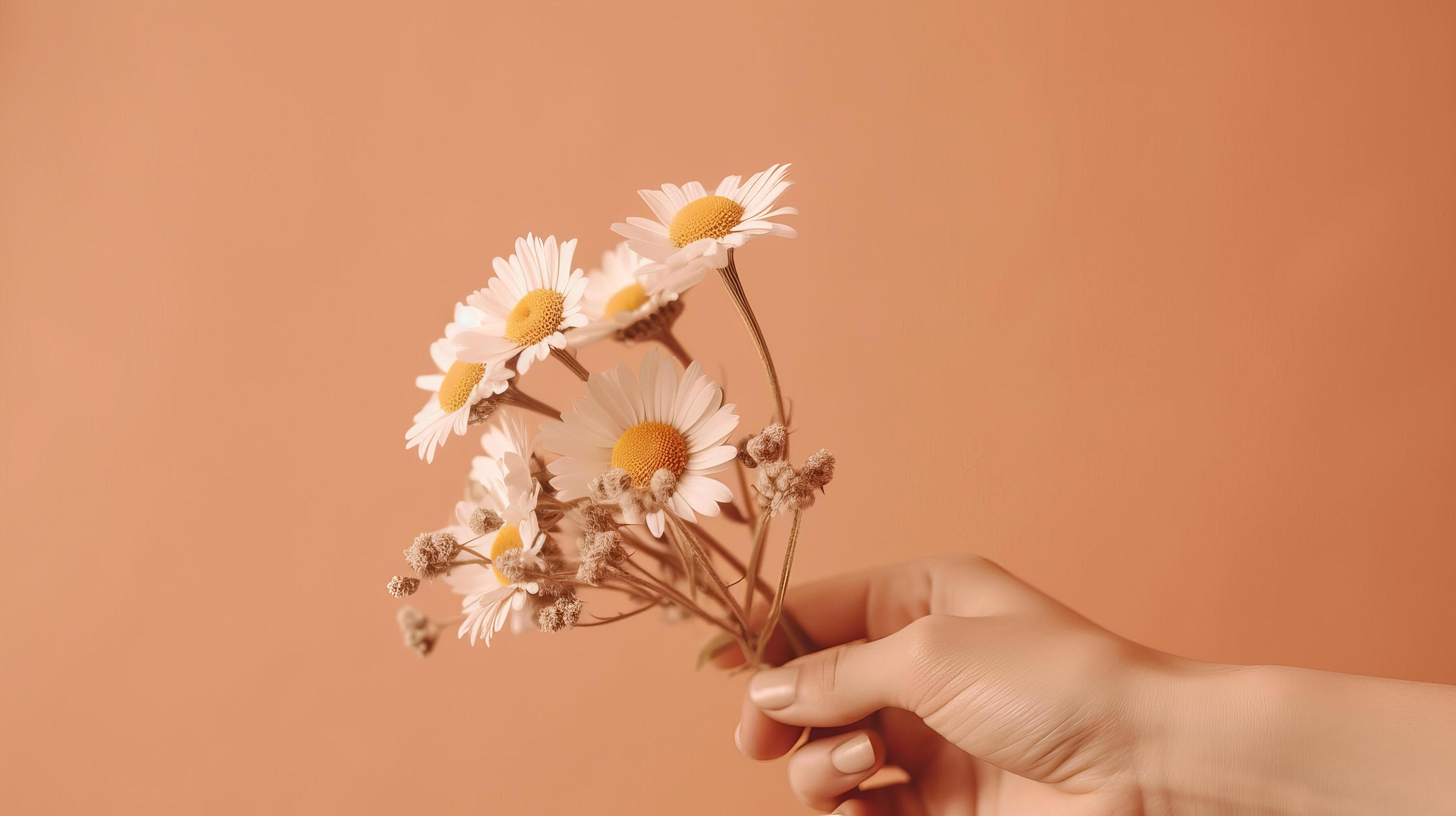 Hand with chamomile flower. Illustration Stock Free