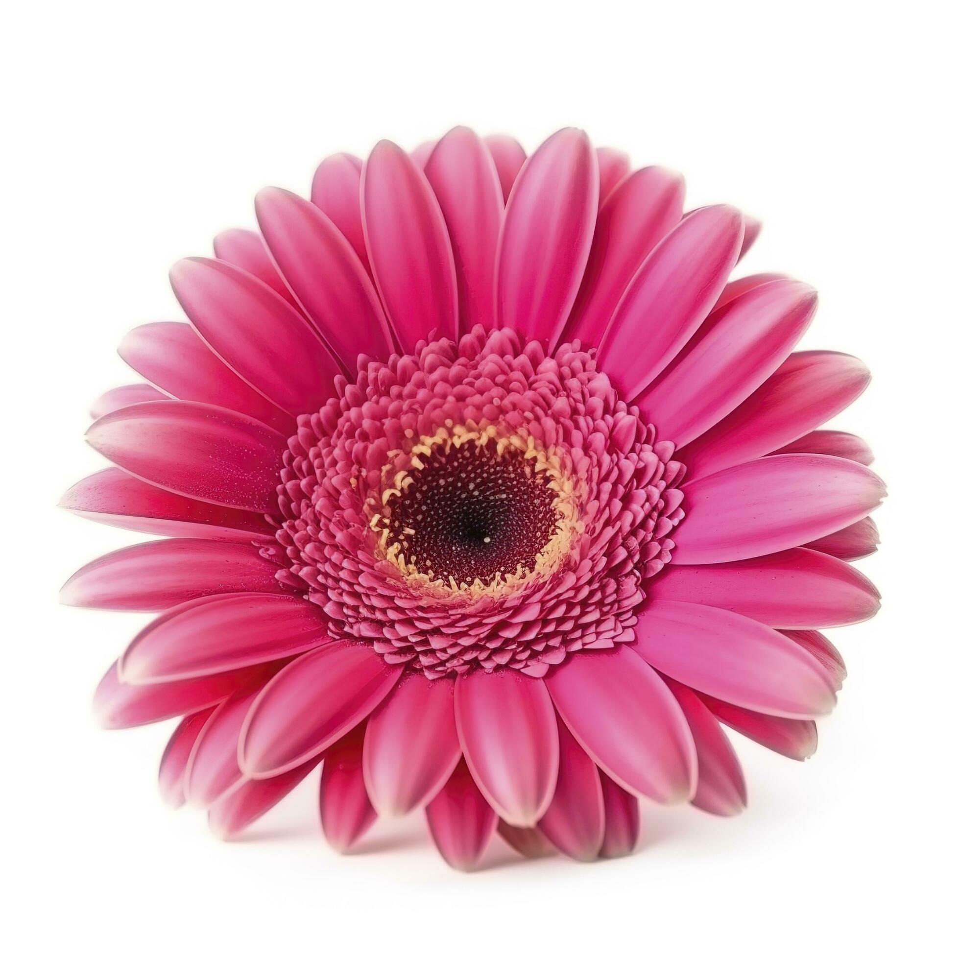 Pink gerbera flower isolated on white background, generate ai Stock Free