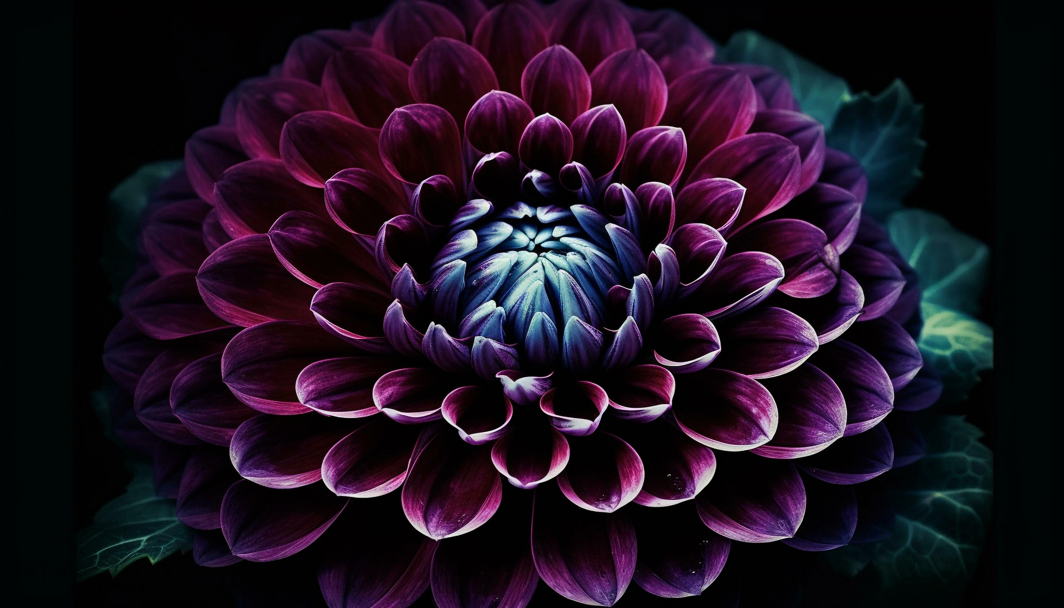 Vibrant purple dahlia, a single flower in nature bouquet generated by AI Stock Free