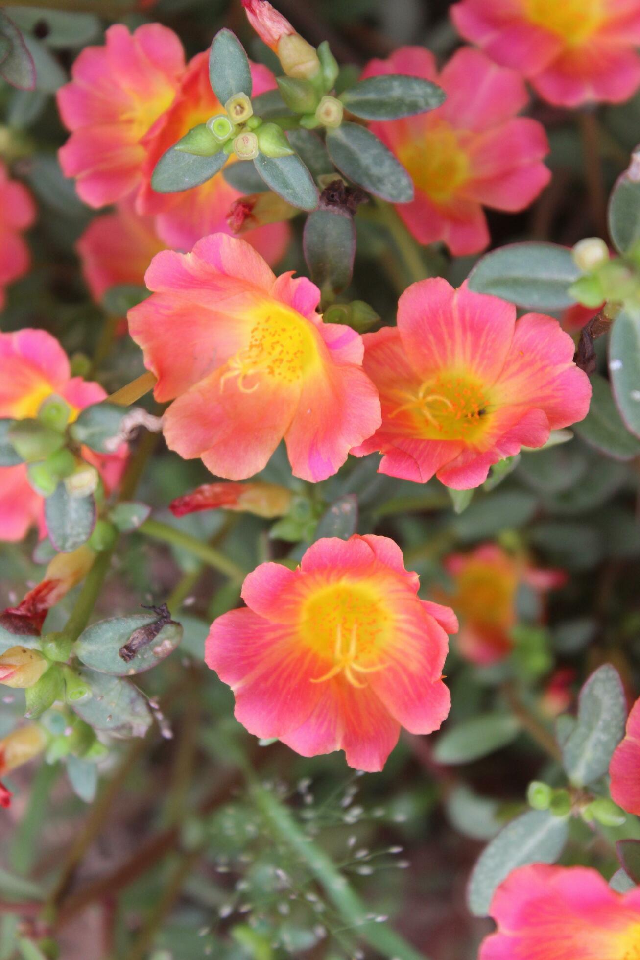 Portulaca oleracea common purslane, also known as verdolaga, red root, or pursley is an annual succulent in the family Portulacaceae. Stock Free