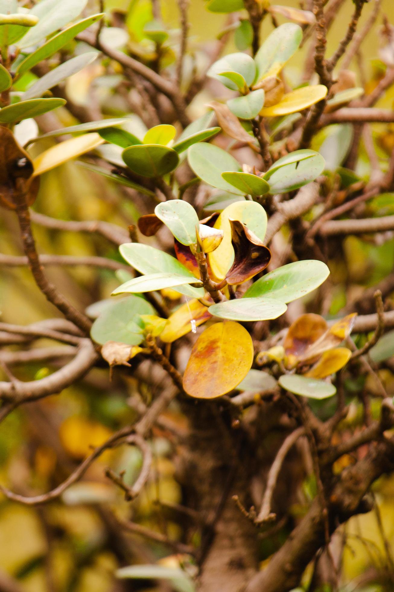 Flowering Crap Apple Stock Free