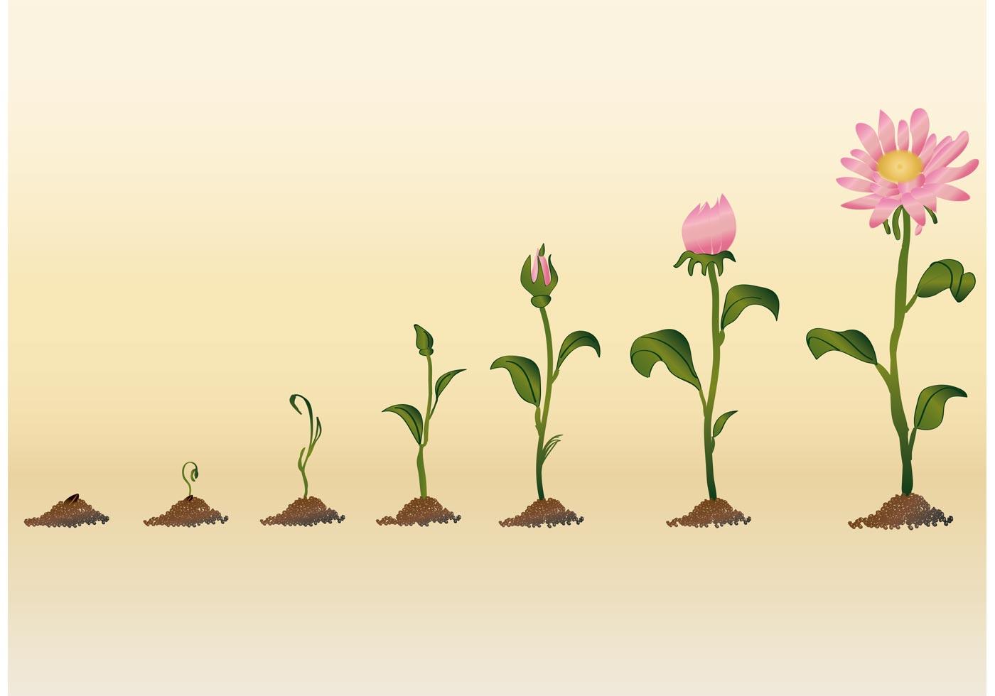 Growing Flower Vectors Stock Free and Free SVG