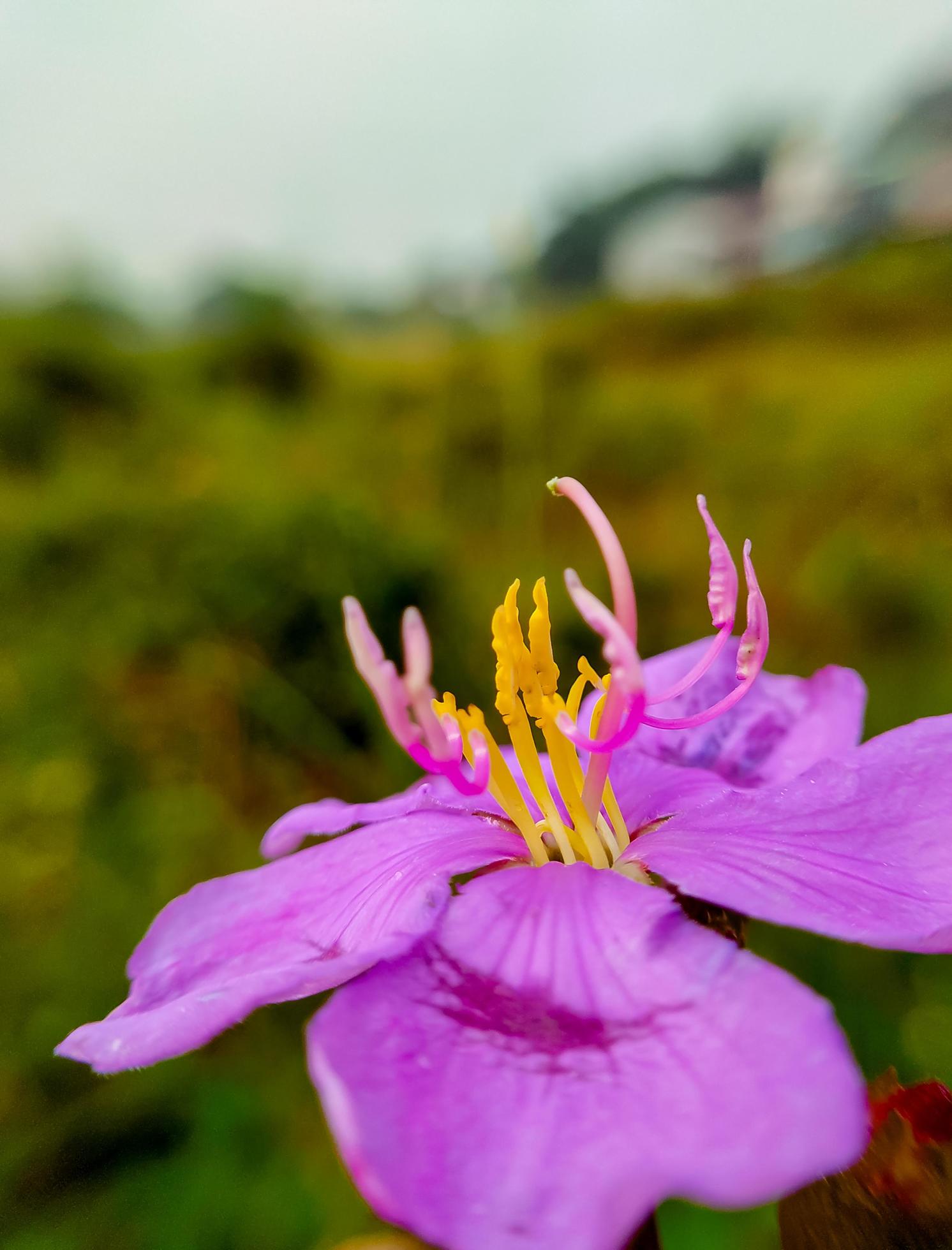 Senduduk or known scientifically as Melastoma malabathricum, beautiful purple flower, flower wallpaper Stock Free