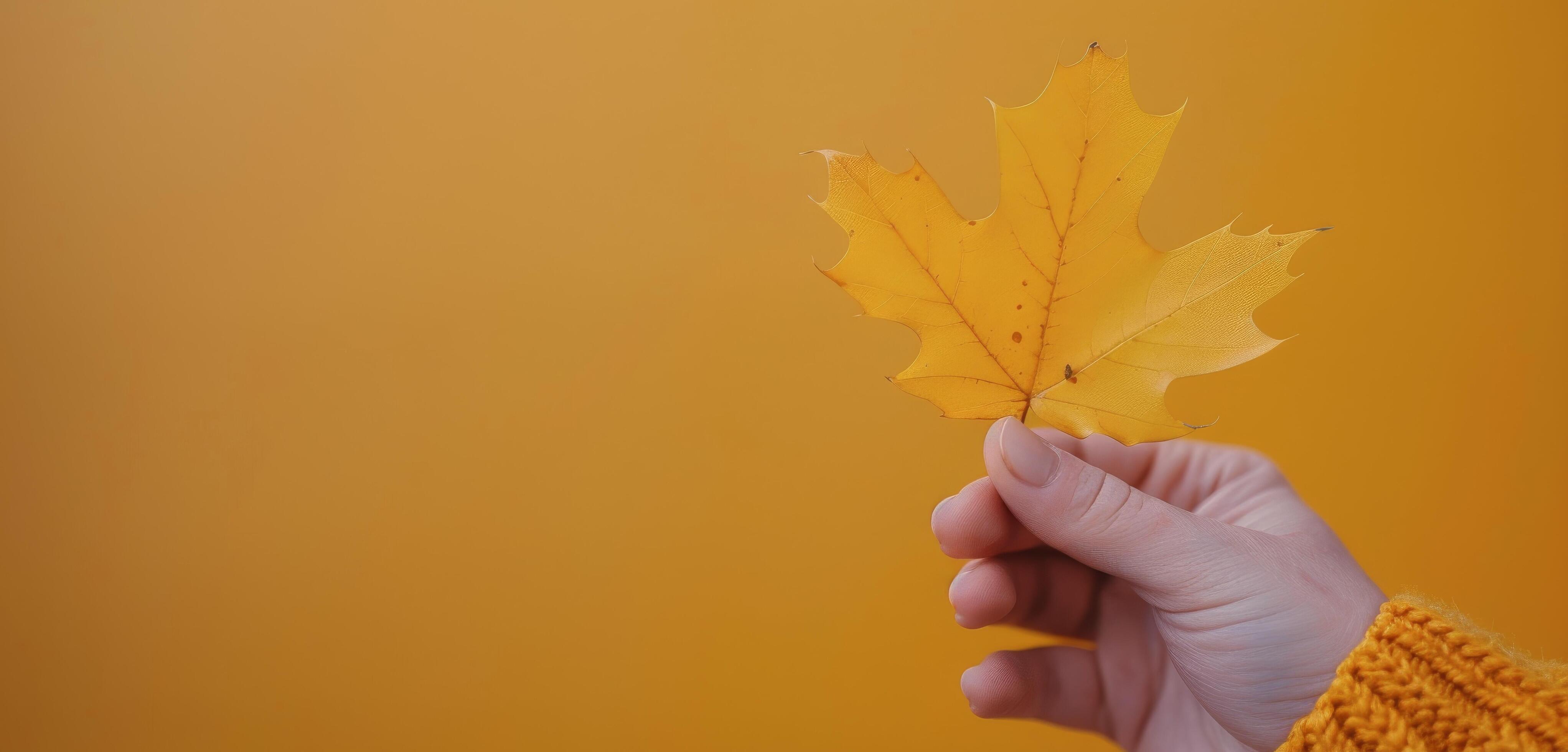 Bright Yellow Maple Leaf Held Against Vibrant Yellow Background Stock Free