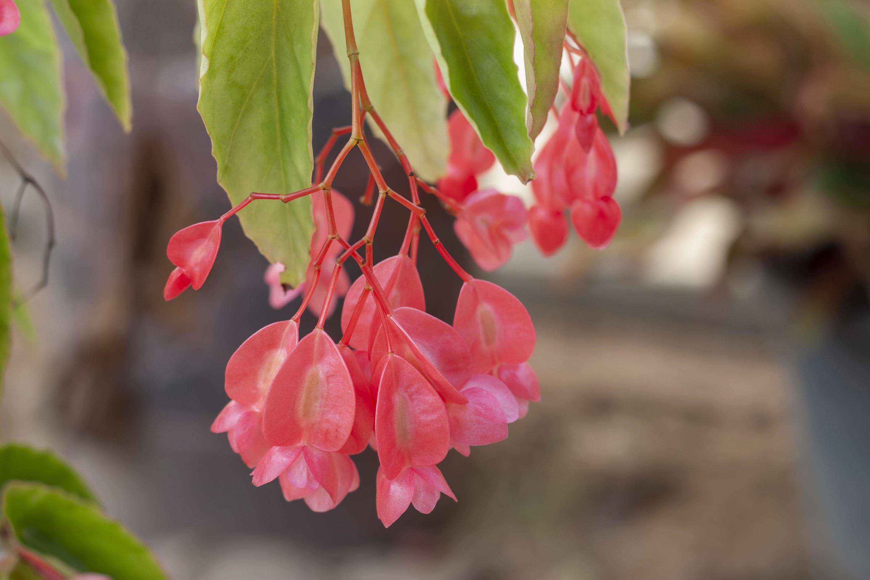 Fresh pink Dragon wing begonia flower bloom in the garden on blur nature background. Stock Free