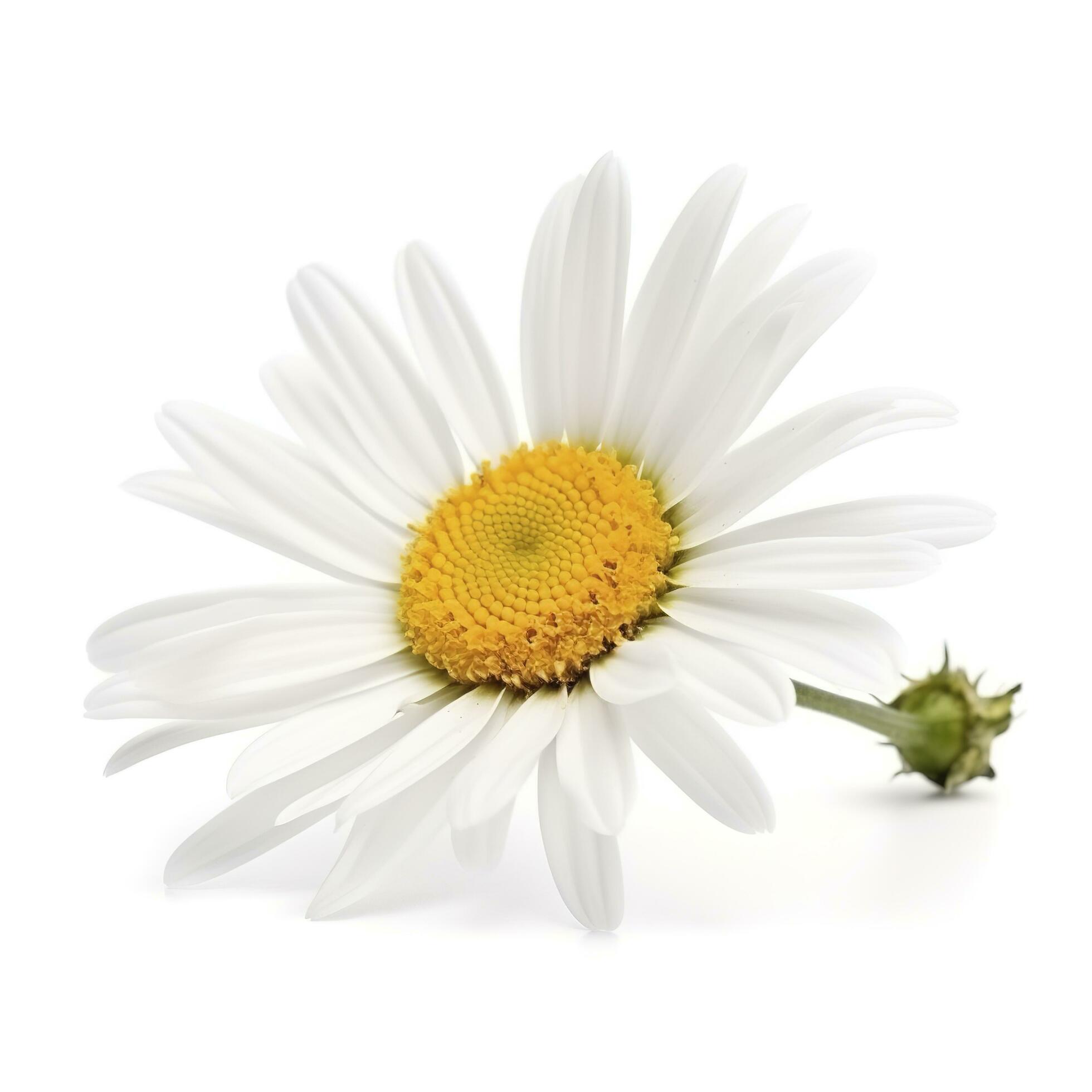 Daisy flower isolated on white background as package design element, generate ai Stock Free