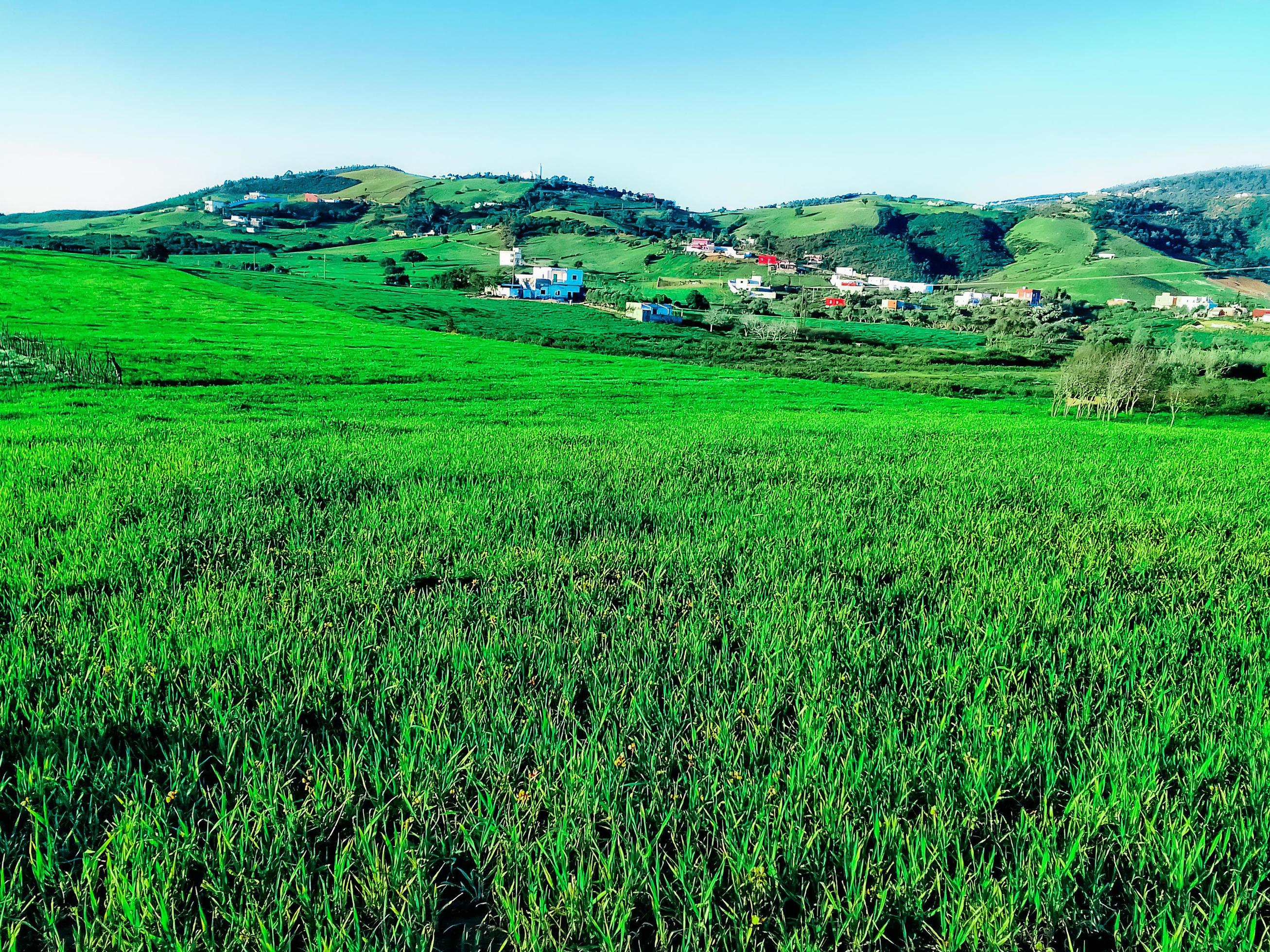 Splendor of a beautiful natural grass field in the heart of summer Stock Free