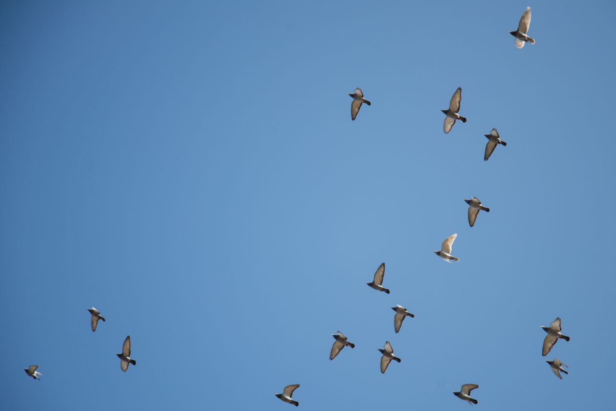 Birds flying high Stock Free