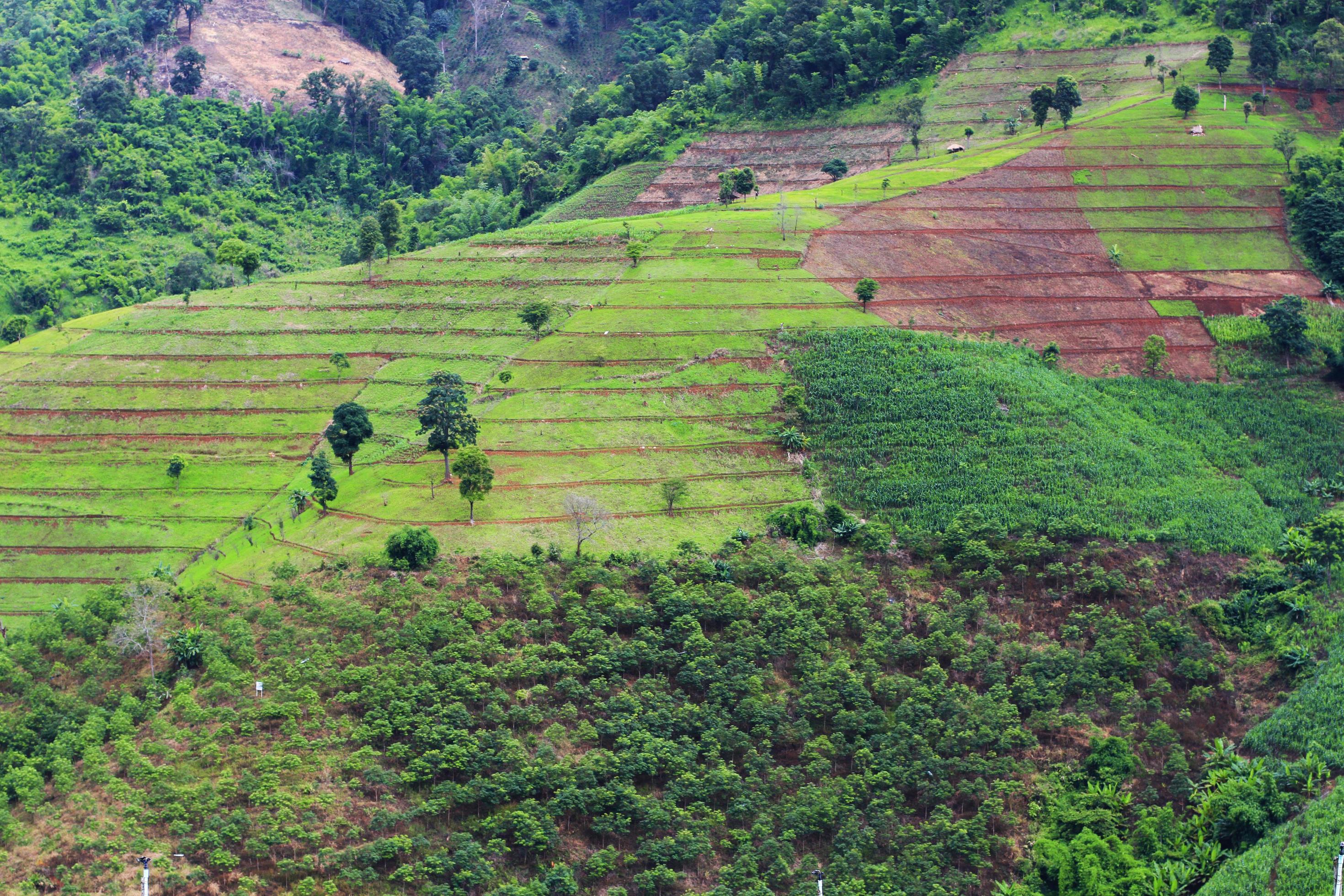 Tea Plantation in sunrise on the mountain and forest is very beautiful view in Chiangrai Province, Thailand. Stock Free