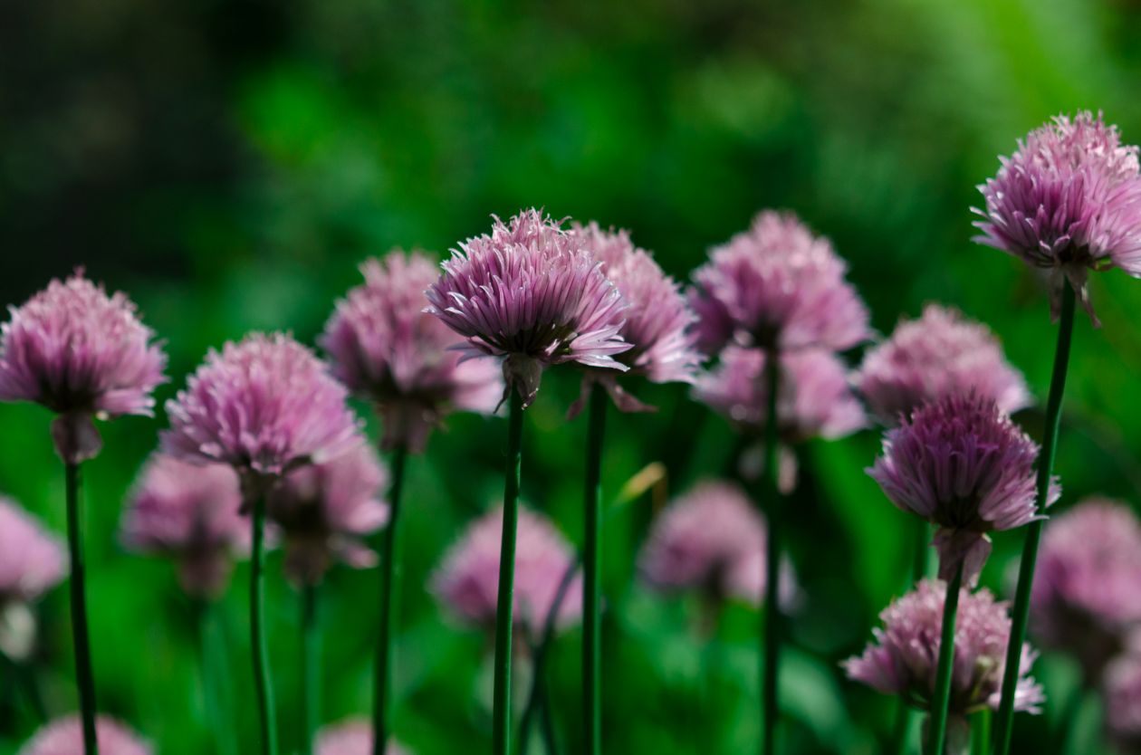 Chives Stock Free