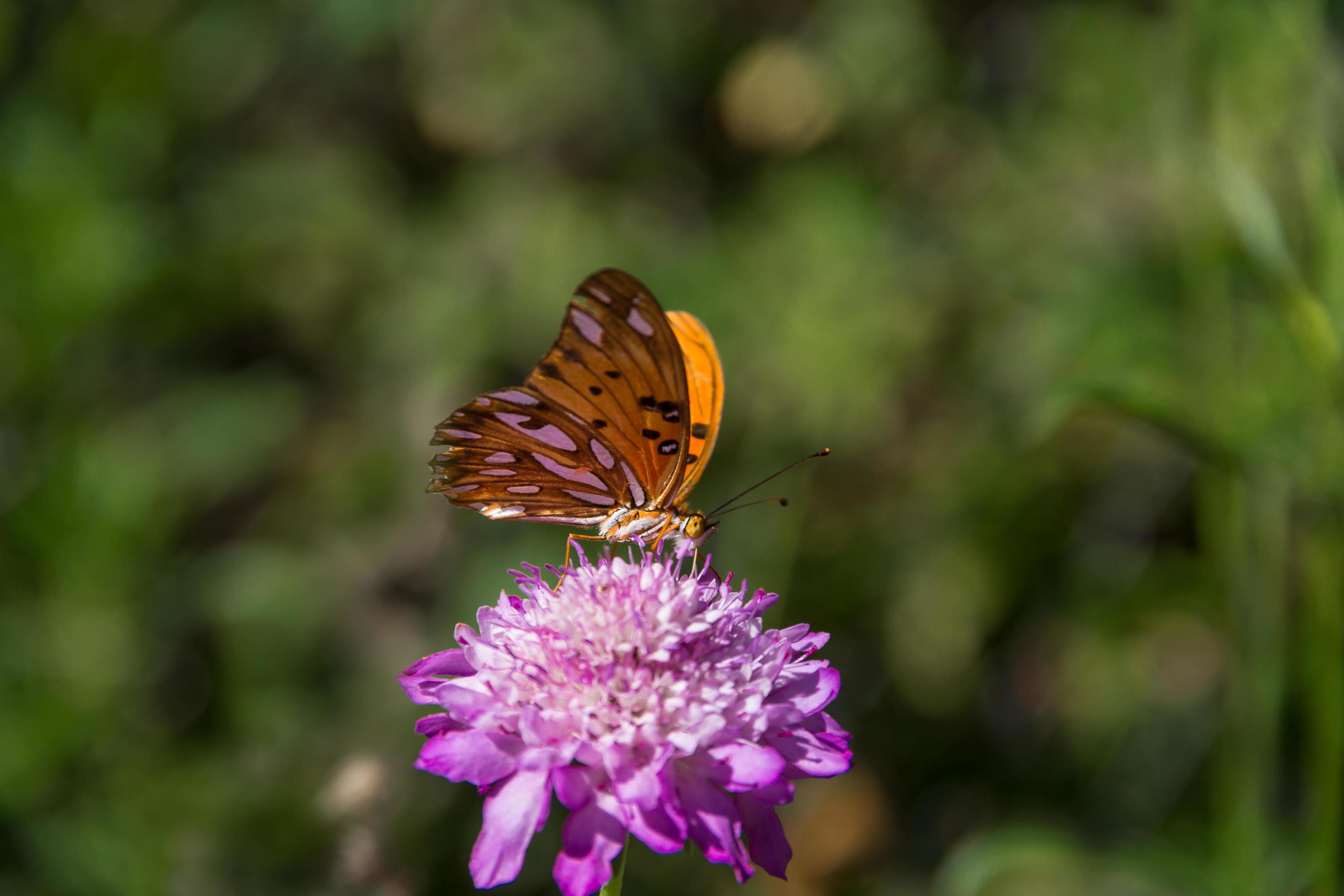 beautiful monarch butterfly fluttering over lilac flowers and thistles Stock Free