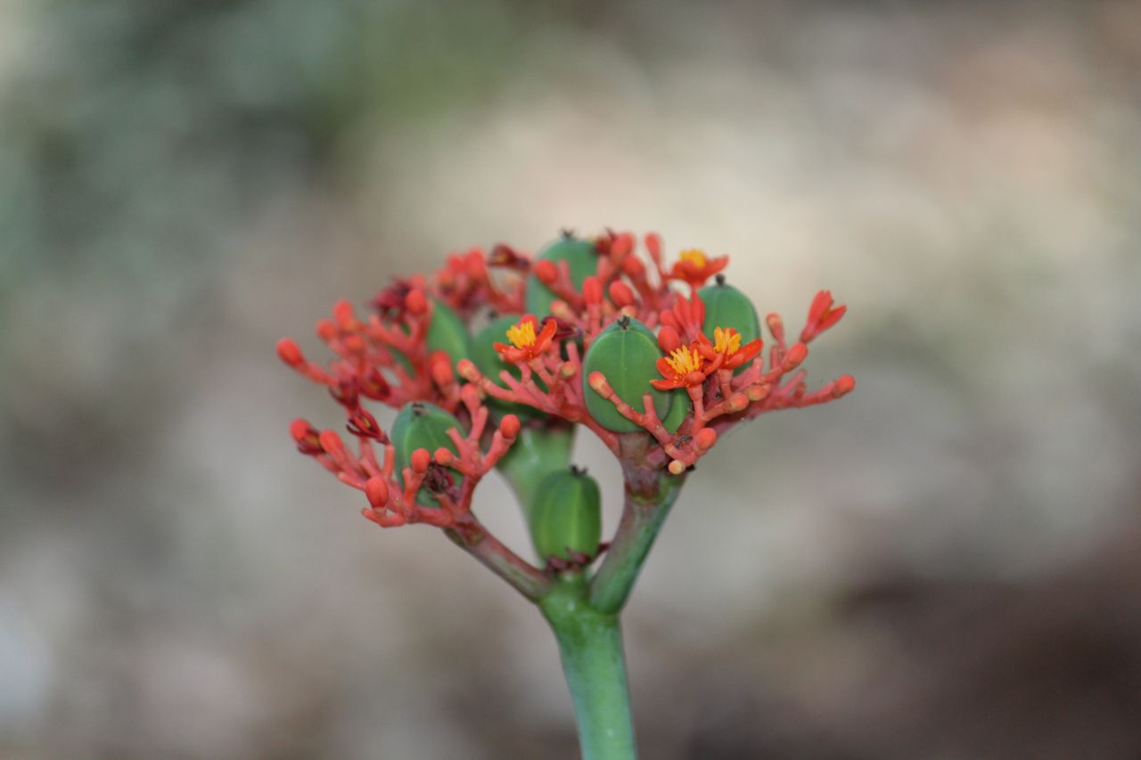 Flower Buds Wild Stock Free