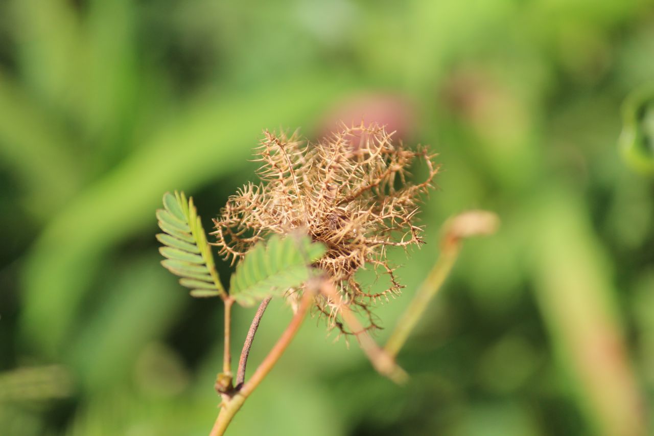 Thorny Bush Closeup Stock Free