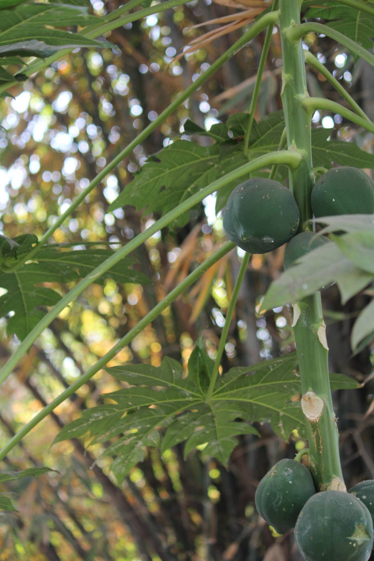 Papaya Like Fruit Plant Stock Free