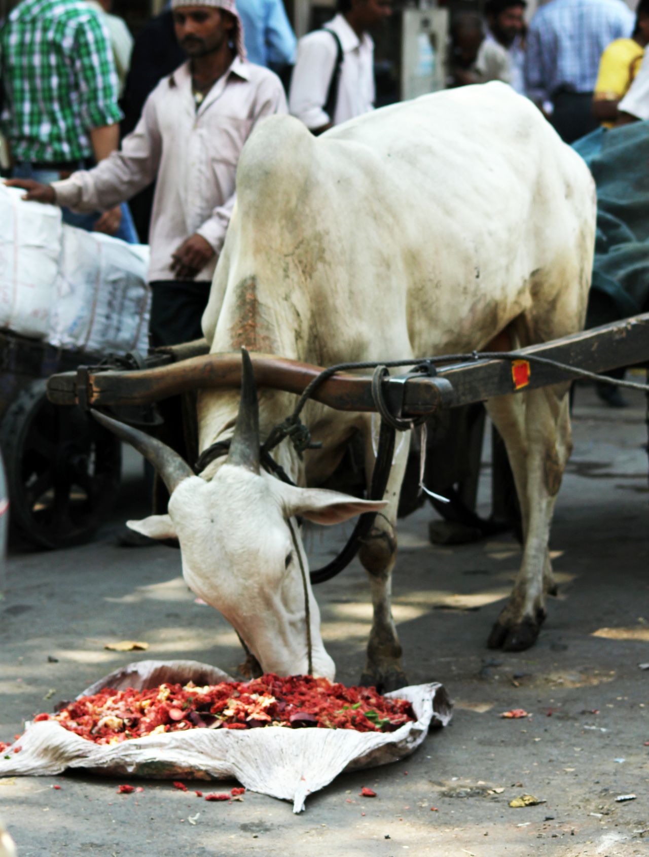 Bullock Cart Stock Free