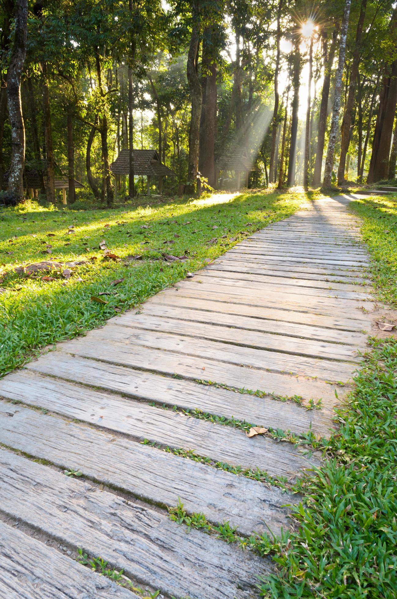 Pathways in tropical forests morning Stock Free