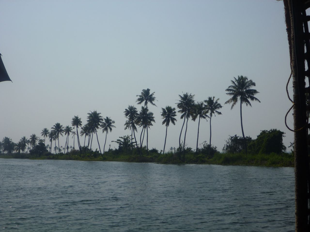 Coconut Trees Backwaters Kerala Stock Free