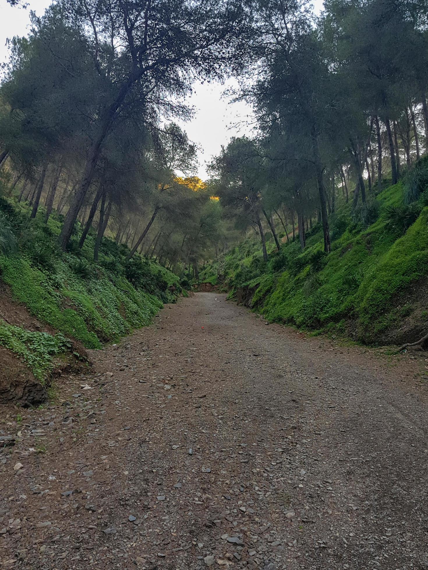 Path among the pine trees in the original nature Stock Free