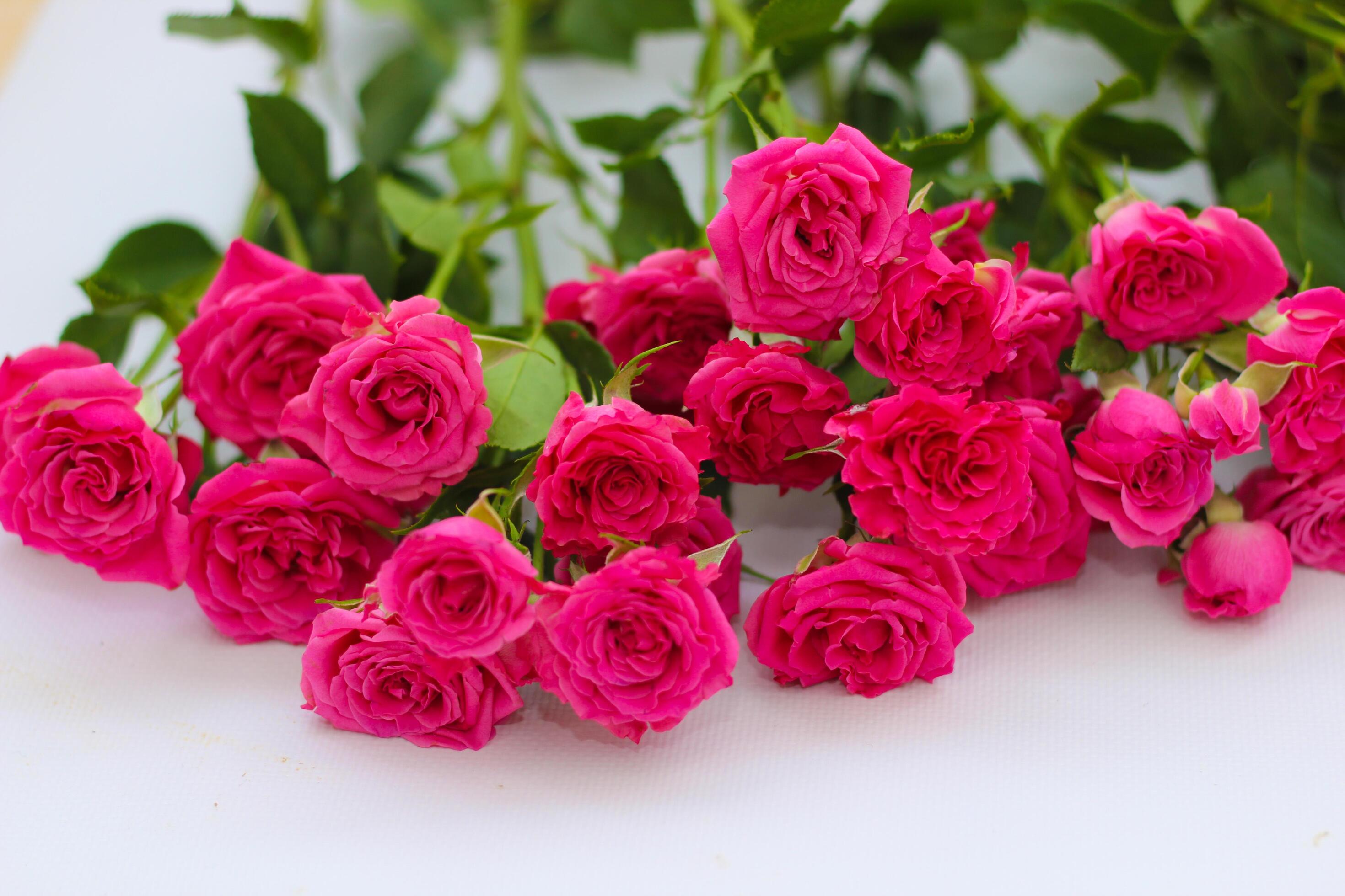 Small pink bush roses on a white background with a place for text Stock Free