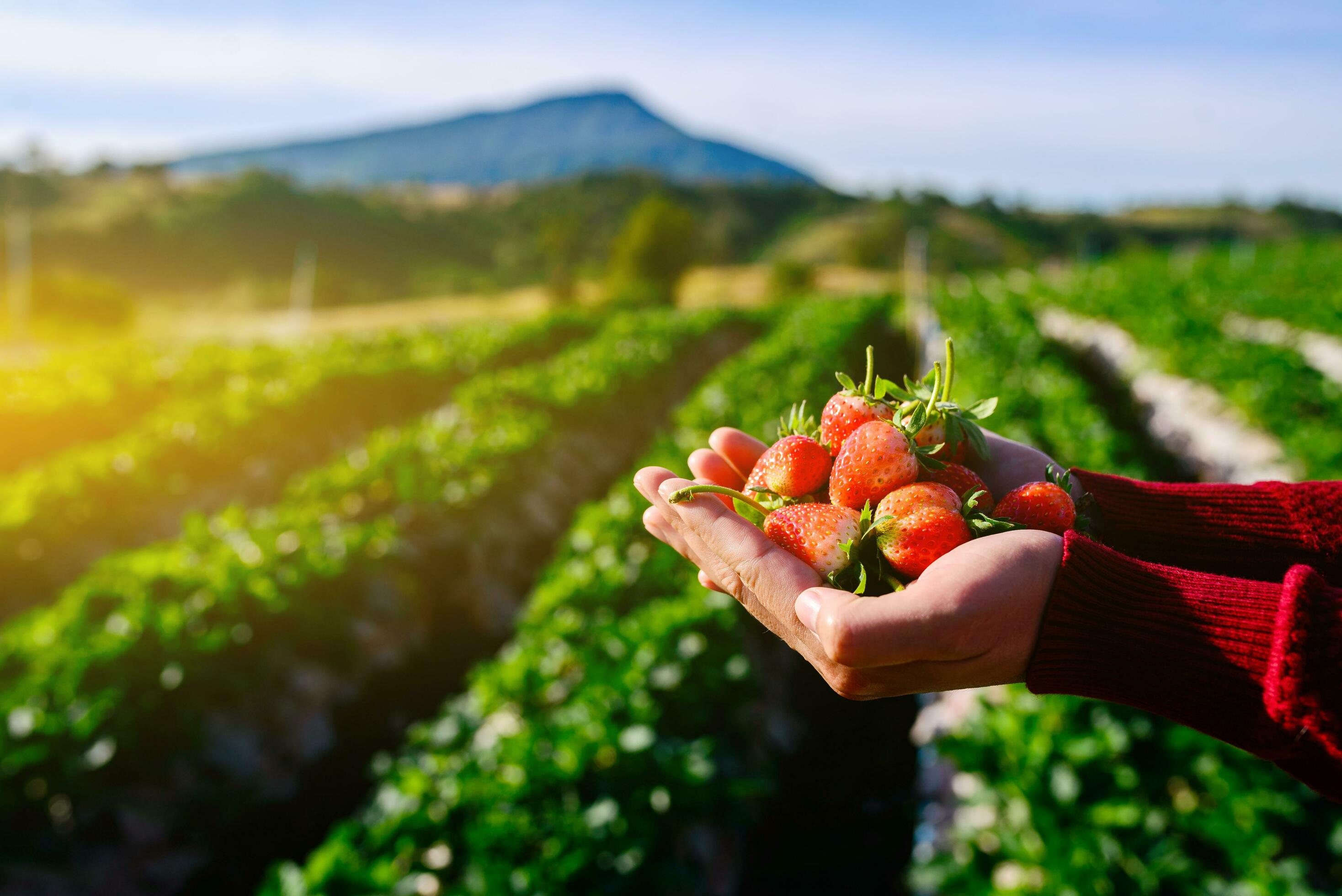 Fresh ripe red strawberries in the hand of women. Fingers keeping strawberry in the garden. Stock Free