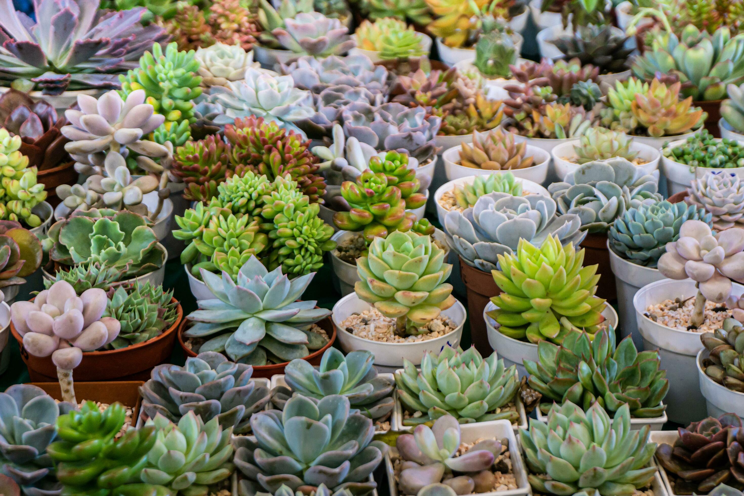 Group of many cactus in pot, A cactus is a member of the plant family Cactaceae Stock Free