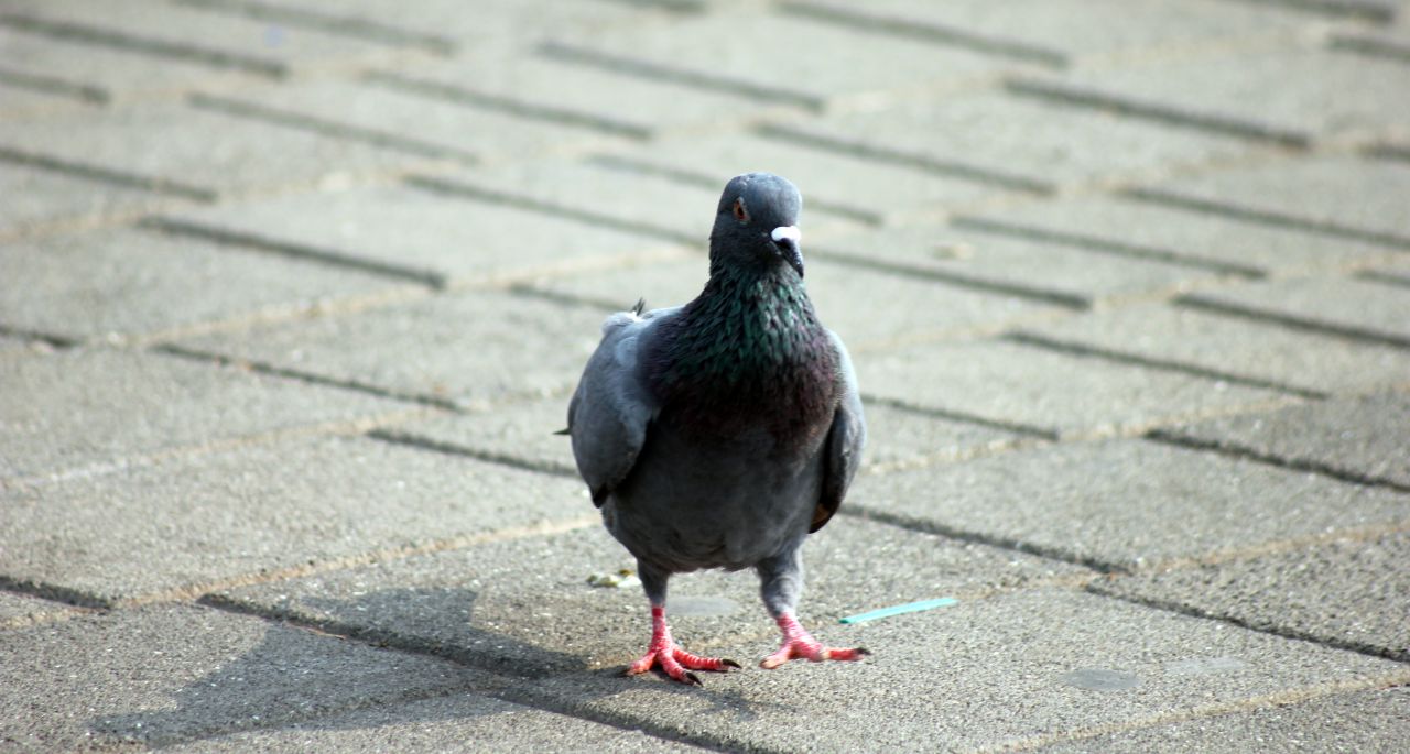 Pigeon Beautiful Stock Free