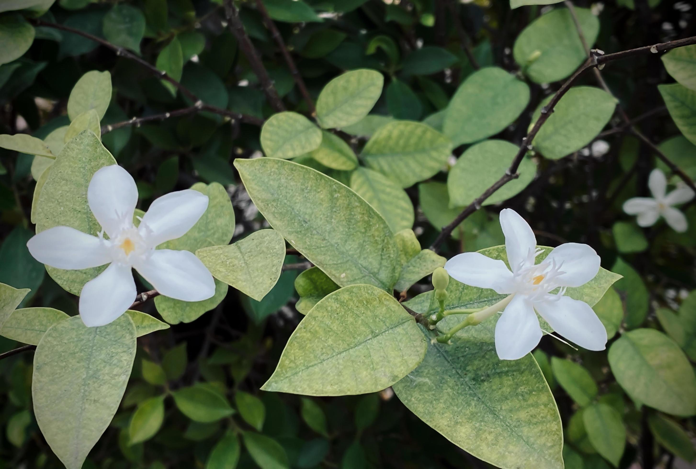 Five-petaled white jasmine flowers are blooming,white color,small five petals with yellow pollen Stock Free