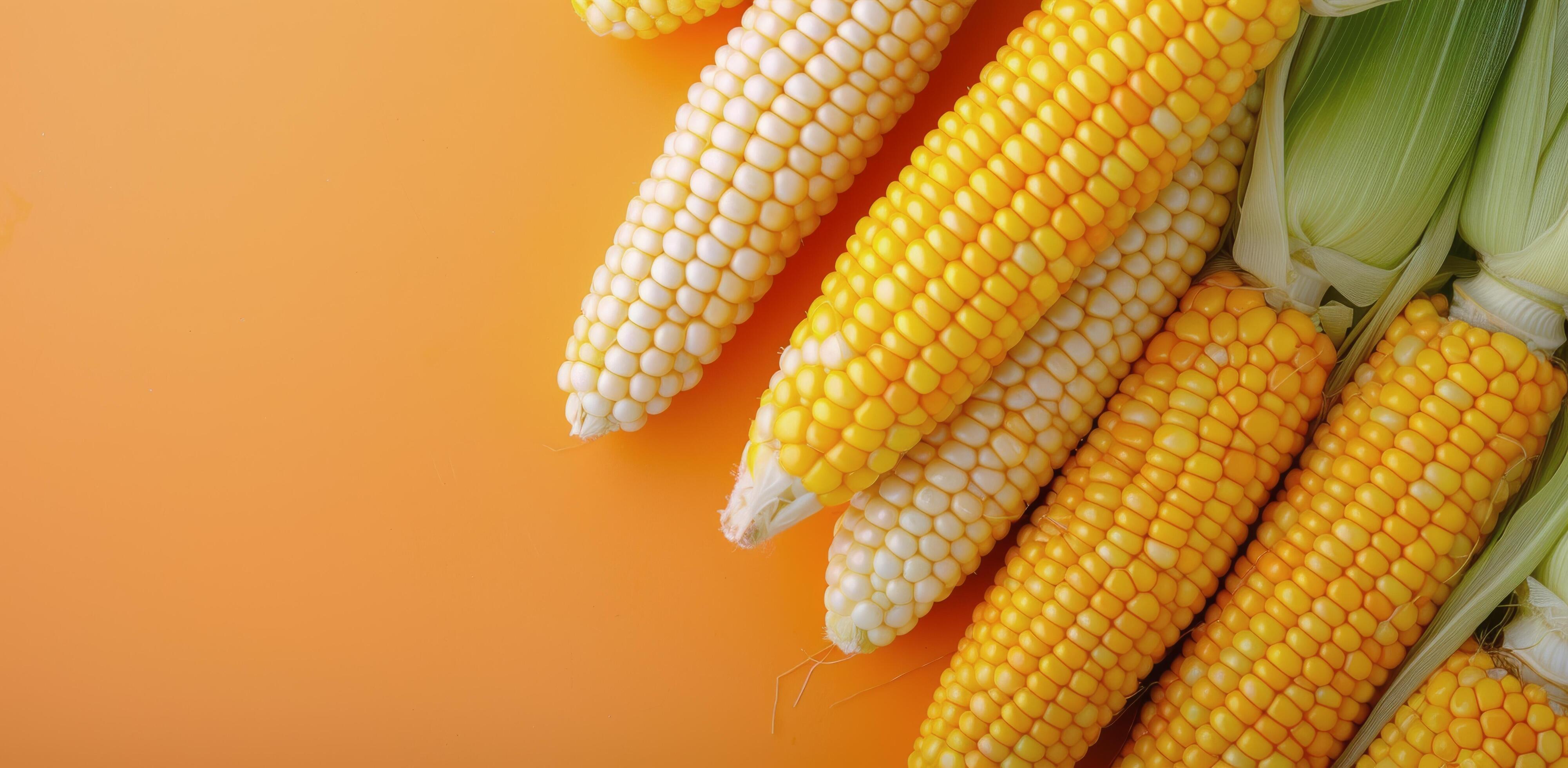 Freshly Harvested Corn Ears on Vibrant Orange Background Stock Free