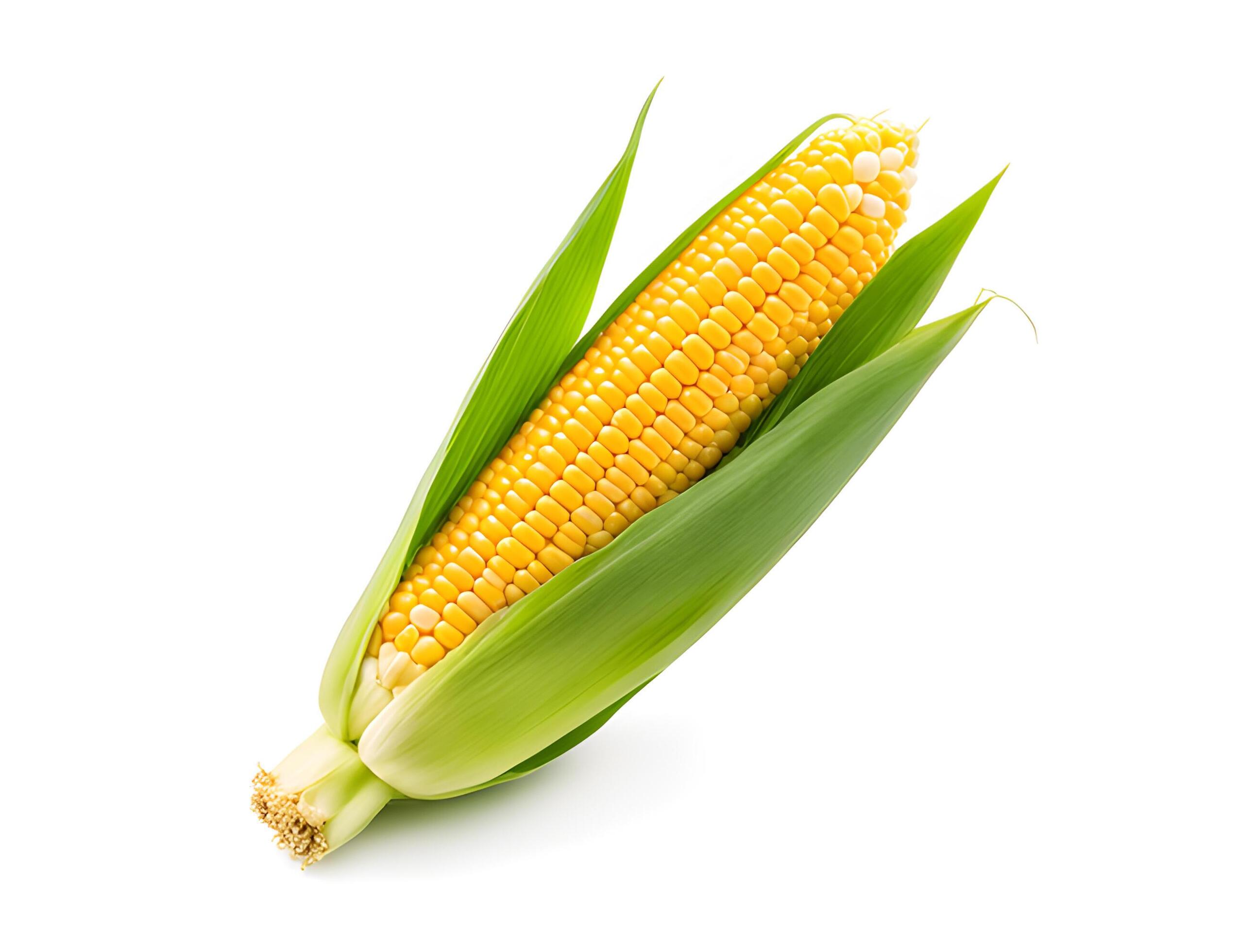 Close up of Fresh corn maize with green leaf isolated on white background., clipping path Stock Free