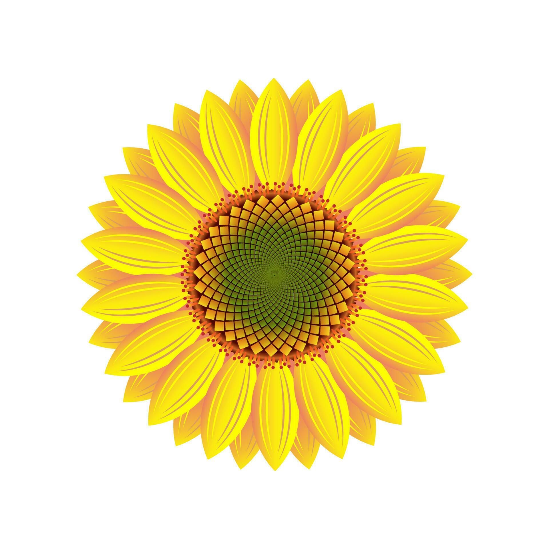 The Blooming Sun Flower Stock Free