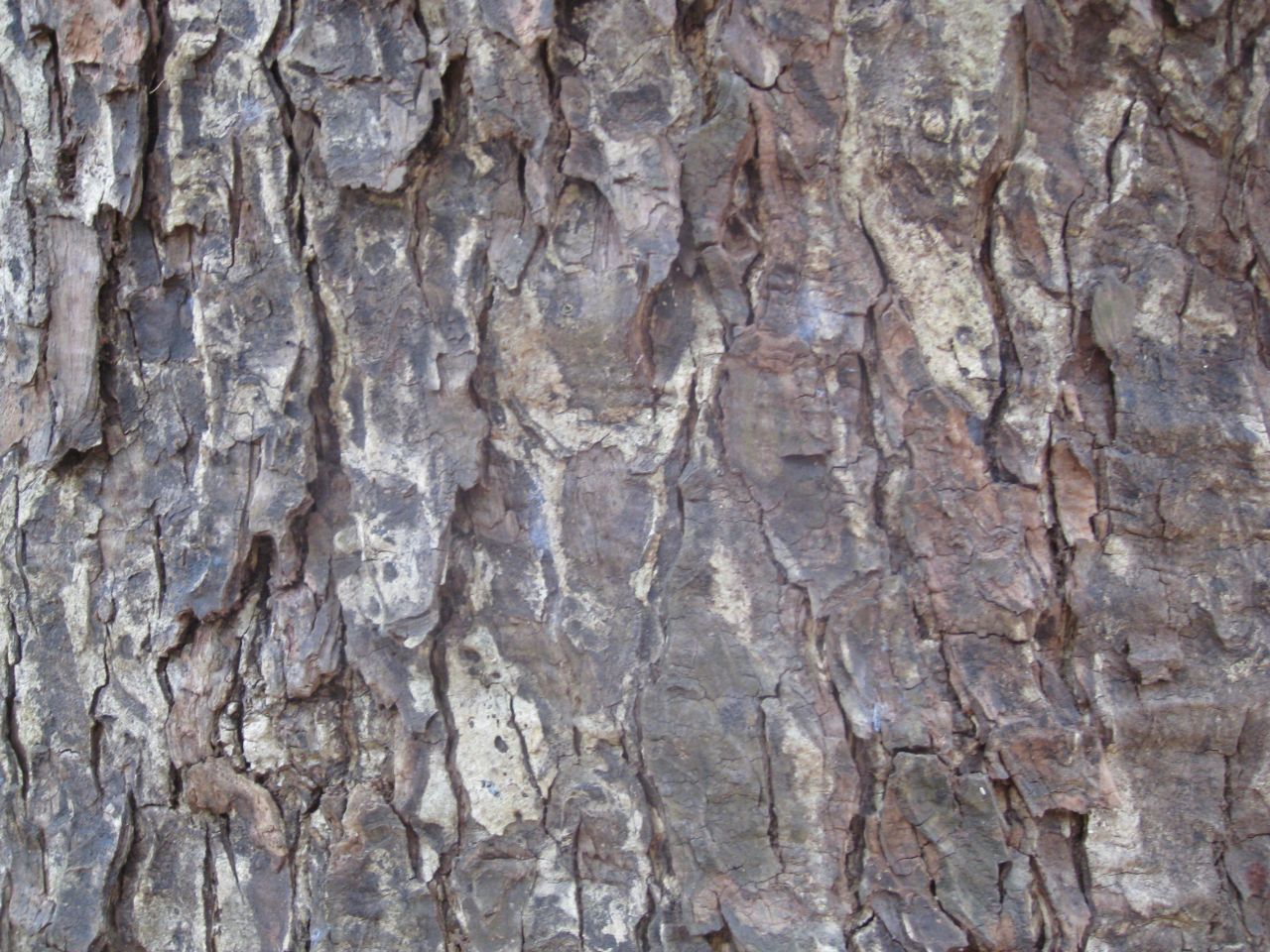 Tree Bark Close Up Texture Stock Free