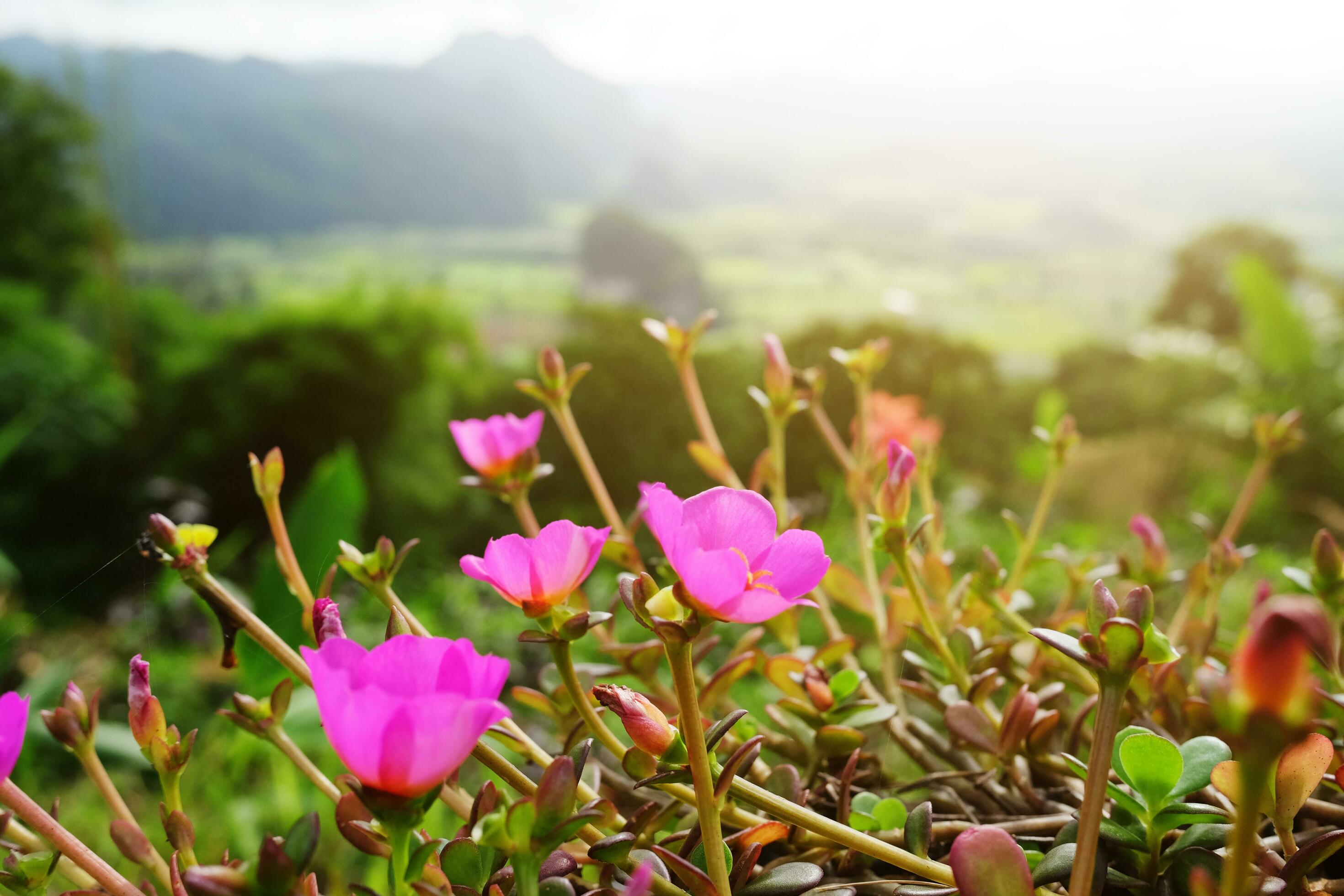 Blooming Pink Common Purslane, Verdolaga, Pigweed, Little Hogweed or Pusley Flowers on the mountain with natural sunlight in forest Stock Free