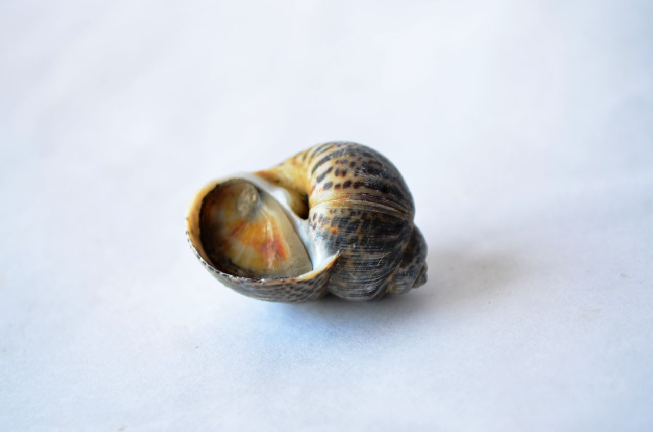 Sea Shell Snail Stock Free