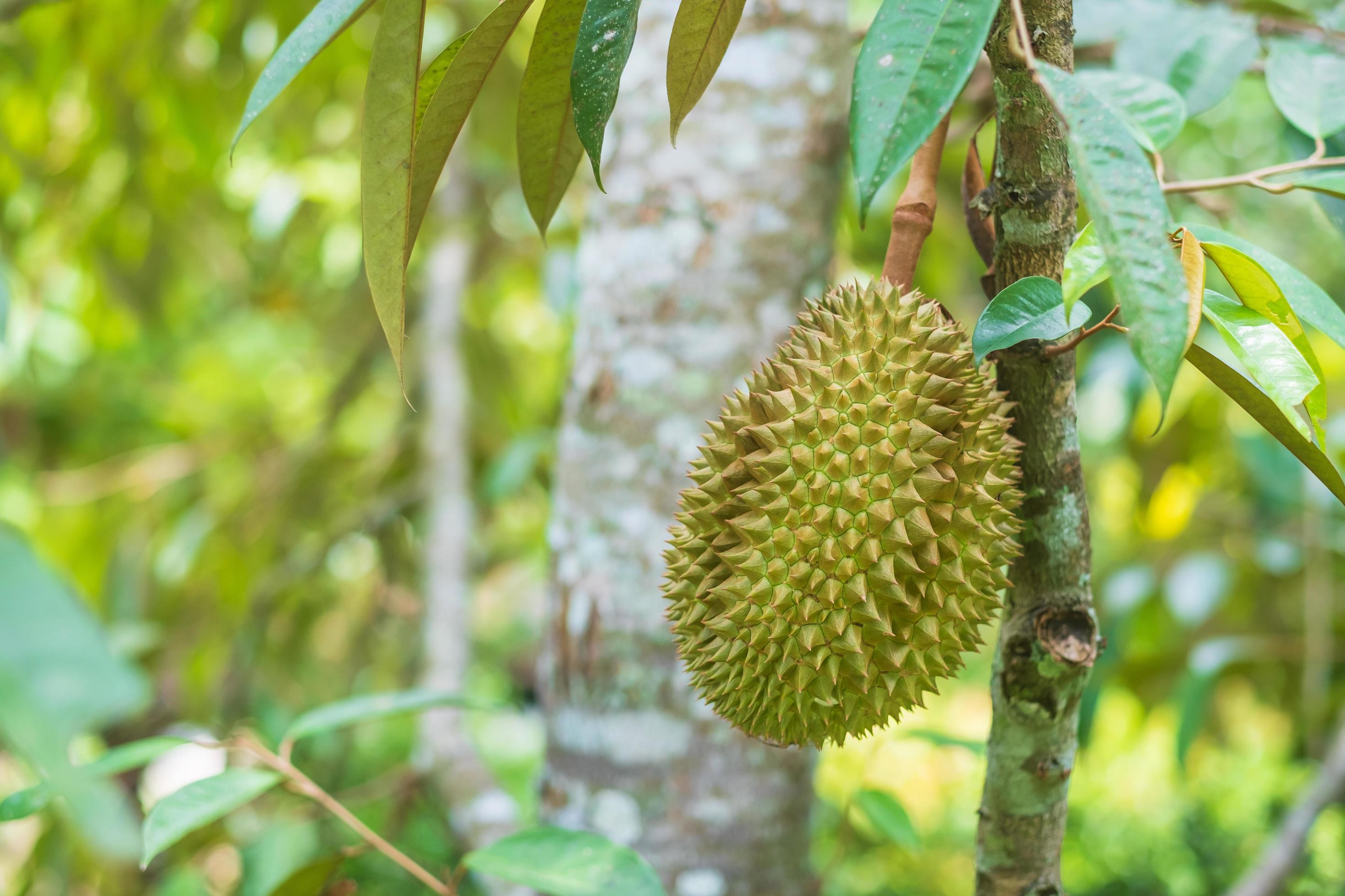 Fresh Durian hanging on tree in garden background, king of fruit Thailand. Famous Southeast food and Asian Exotic tropical Fruit concept Stock Free