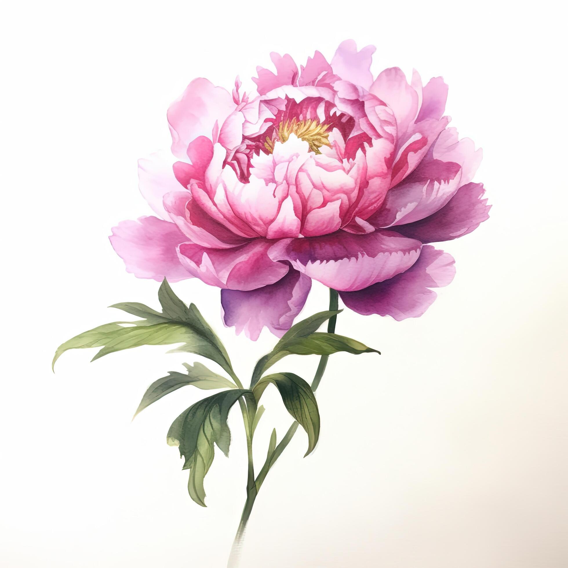 Watercolor beautiful peony flower. Illustration Stock Free