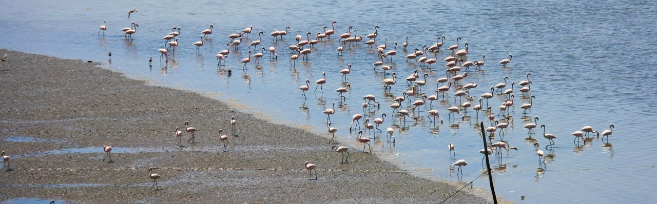 Flamingos Stock Free